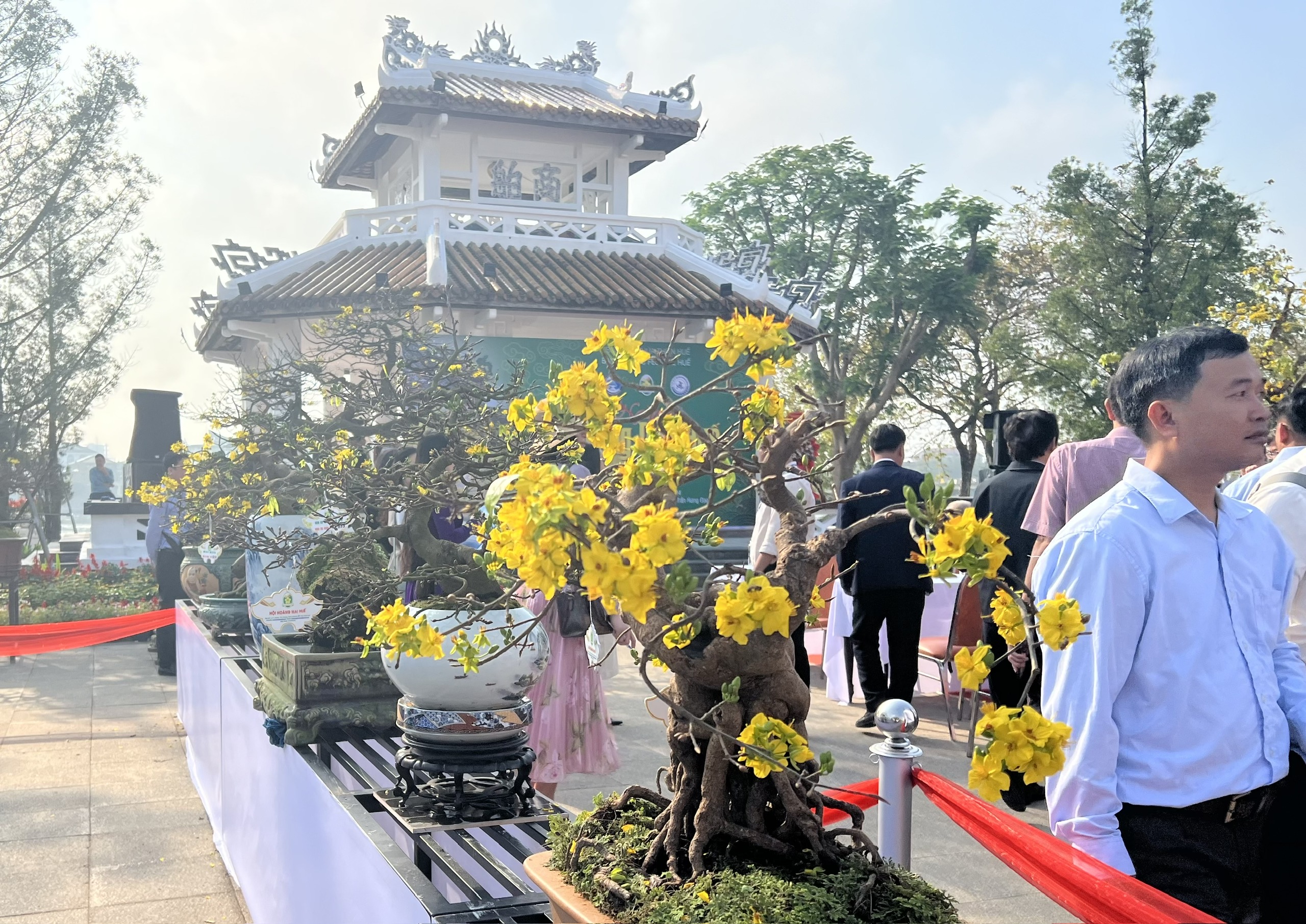 Ngẩn ngơ trước vẻ đẹp của mai vàng xứ Huế- Ảnh 11.