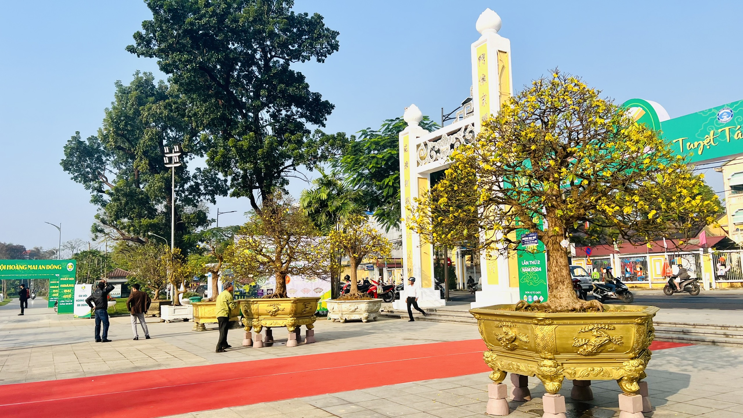 Ngẩn ngơ trước vẻ đẹp của mai vàng xứ Huế- Ảnh 1.