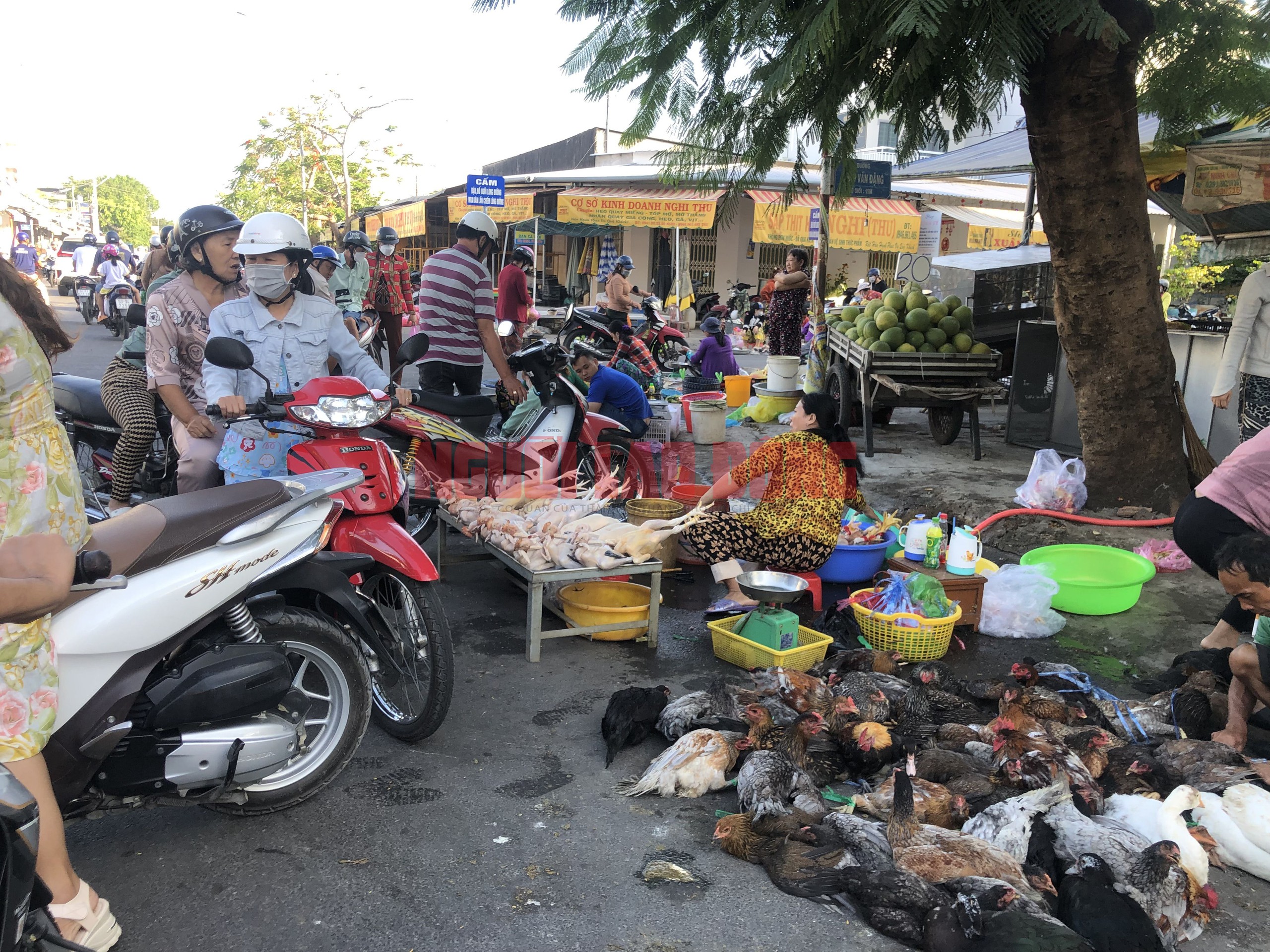 CLIP: Mùng 3 Tết, người miền Tây chen chân mua gà trống- Ảnh 3.