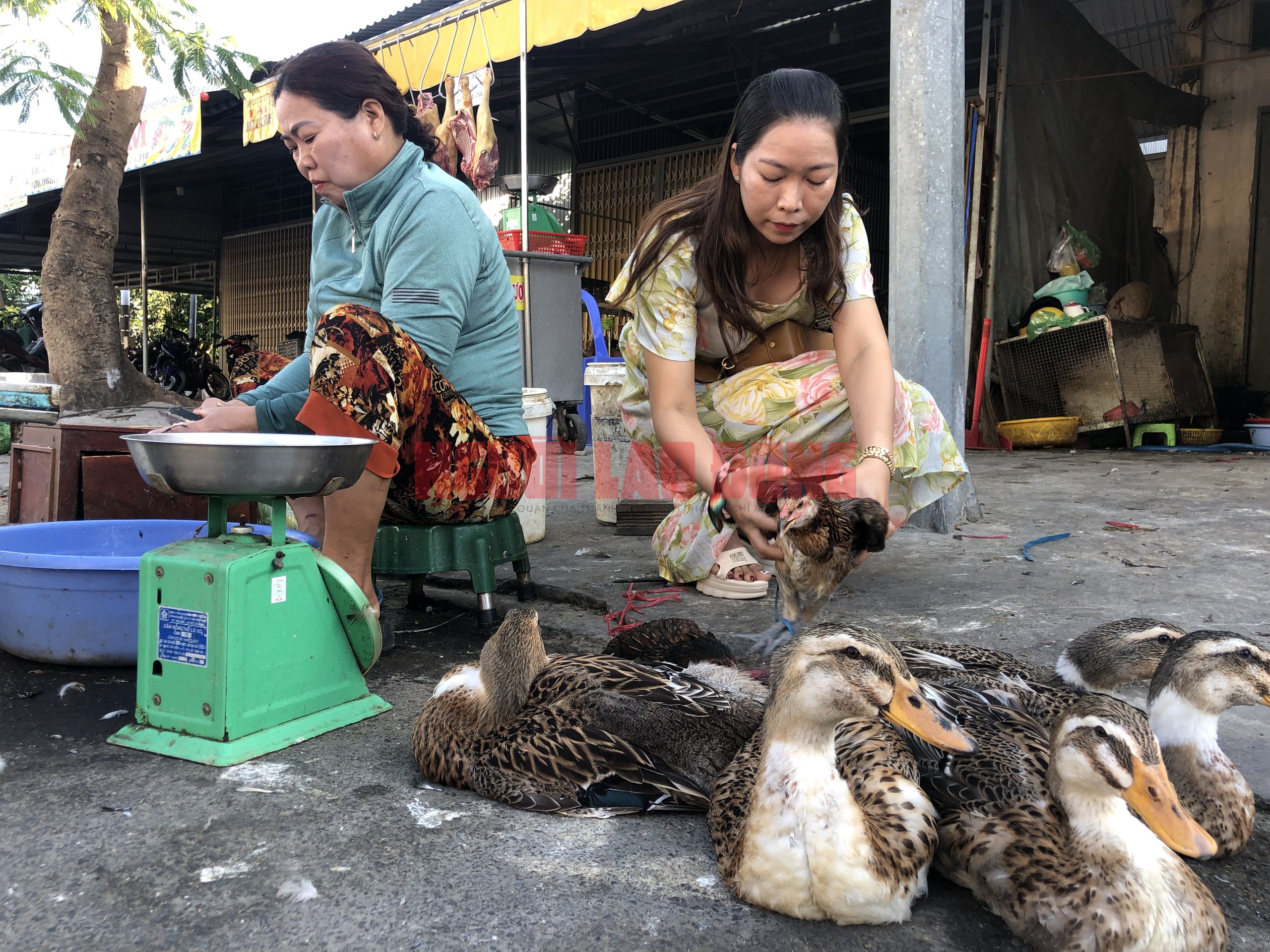 CLIP: Mùng 3 Tết, người miền Tây chen chân mua gà trống- Ảnh 9.