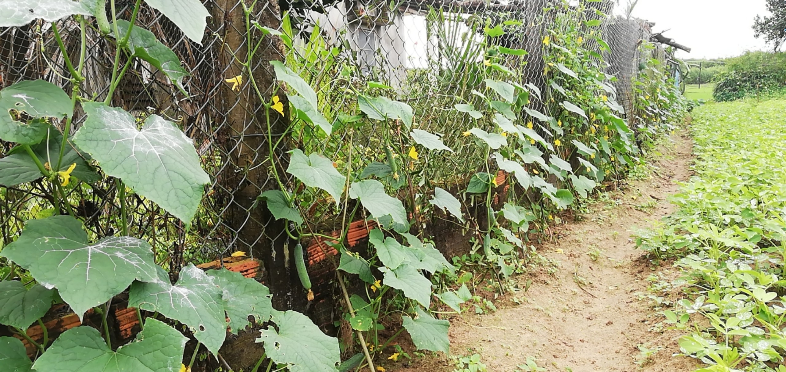 “Xuân sum vầy - Tết sẻ chia”: Đôi bàn chân cát bụi- Ảnh 1.