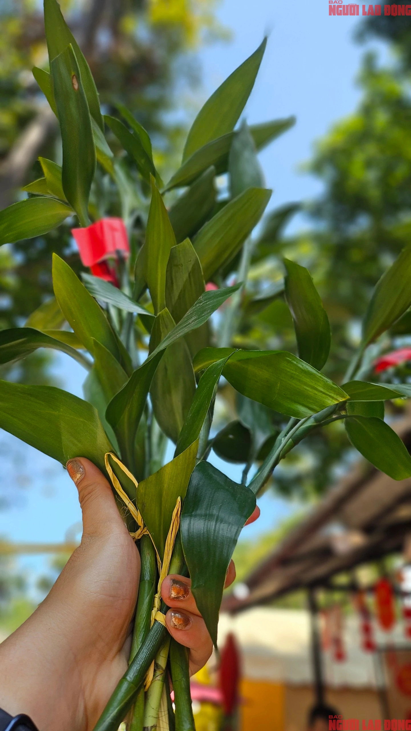 Hương sắc mùa Xuân ở cõi thiêng giữa lòng TP HCM- Ảnh 26.