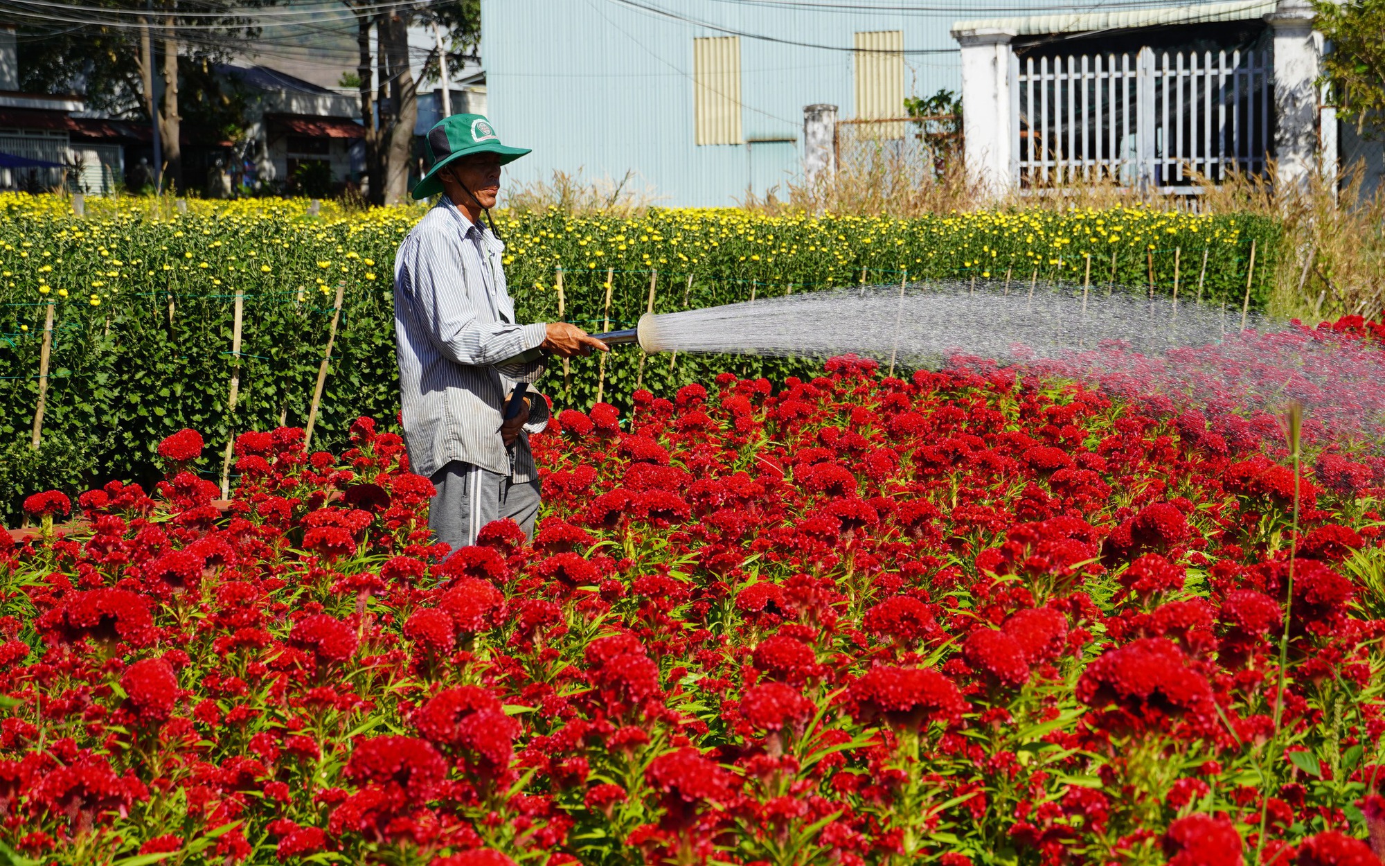 Sắc xuân trên những làng hoa Tết
