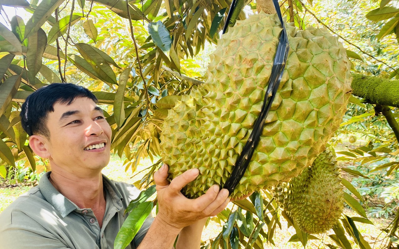 Sầu riêng nghịch mùa thu bạc tỉ dịp Tết