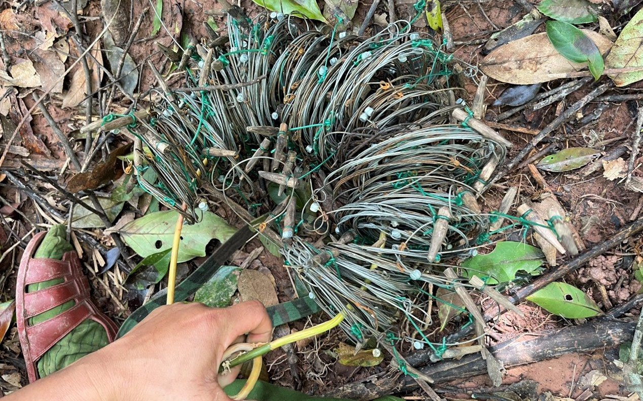 Gỡ bẫy thú rừng "mỏi tay" trên dãy Trường Sơn
