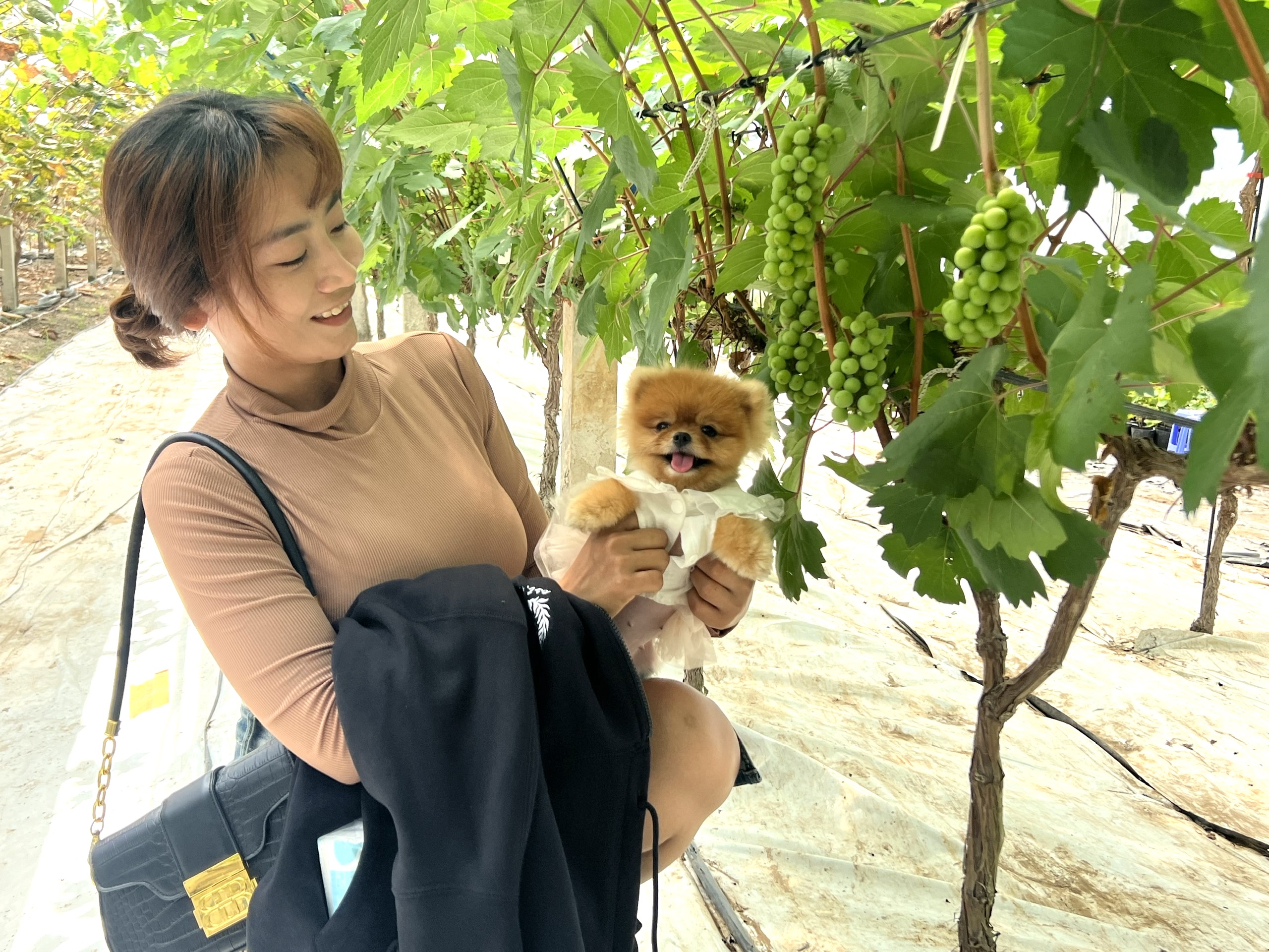 Vườn nho mẫu đơn đắt đỏ ở Cần Thơ- Ảnh 4.