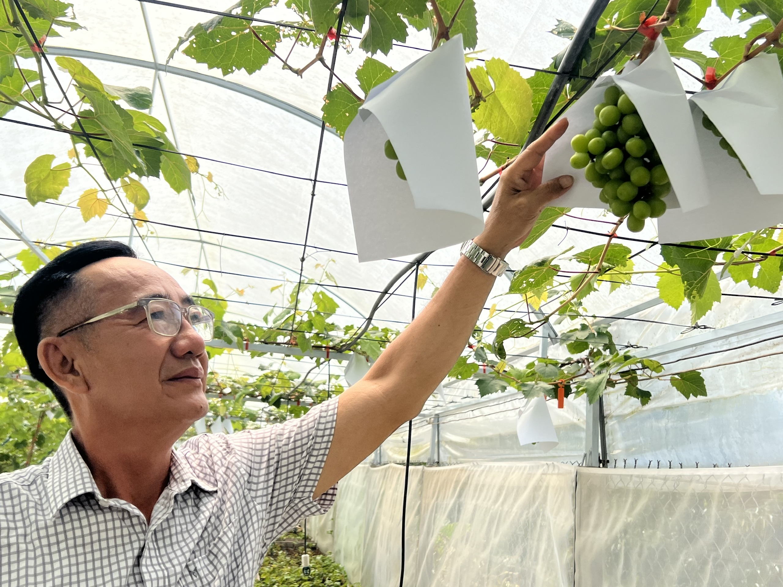 Vườn nho mẫu đơn đắt đỏ ở Cần Thơ- Ảnh 1.