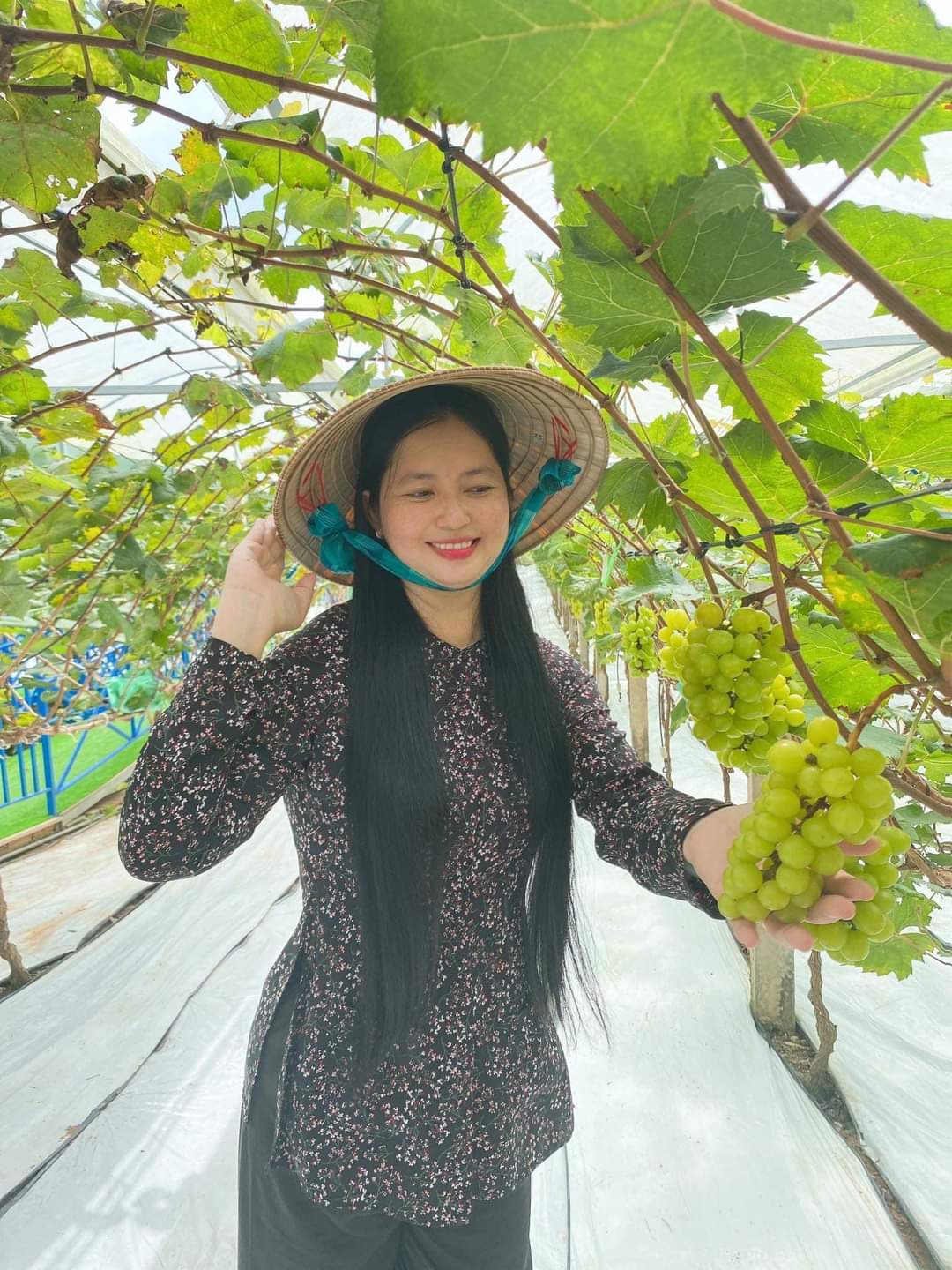 Vườn nho mẫu đơn đắt đỏ ở Cần Thơ- Ảnh 6.