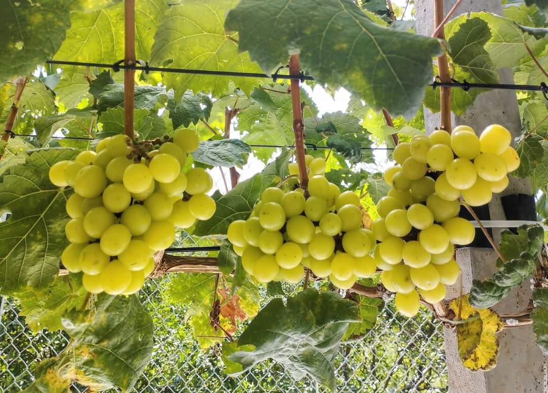Vườn nho mẫu đơn đắt đỏ ở Cần Thơ- Ảnh 2.