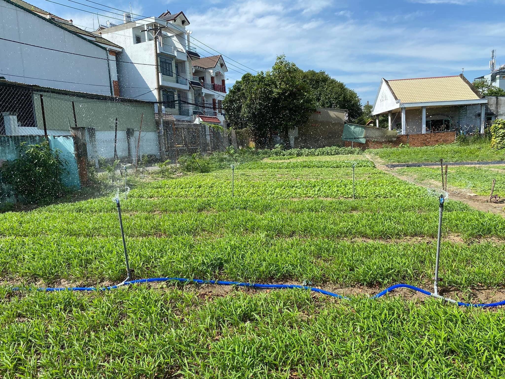 Những khu phố xanh m&agrave;u l&aacute;- Ảnh 4.
