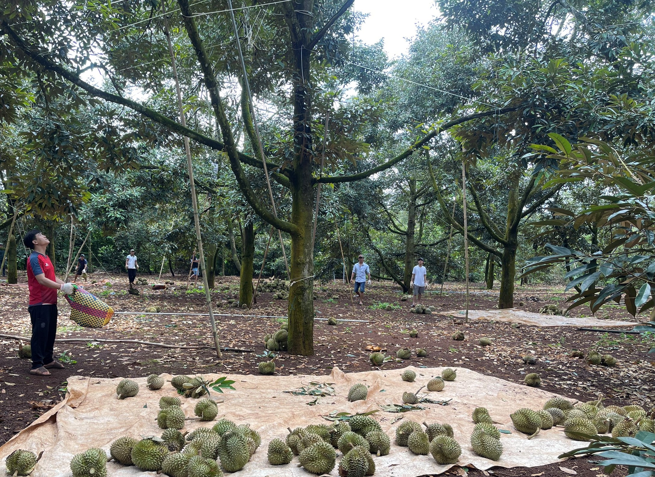 Những nông dân "tỉ phú" sầu riêng- Ảnh 4.