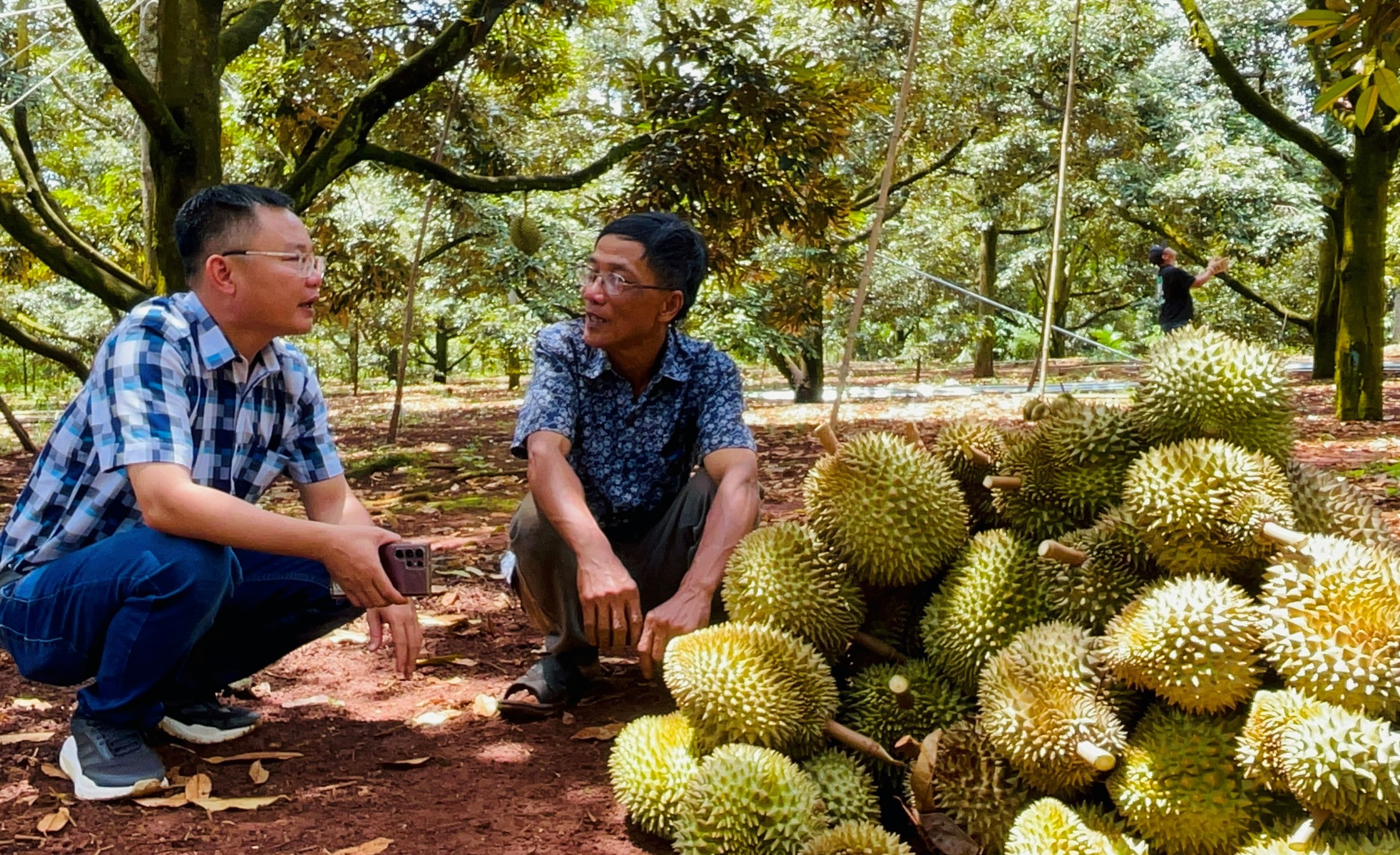 Những nông dân "tỉ phú" sầu riêng- Ảnh 3.