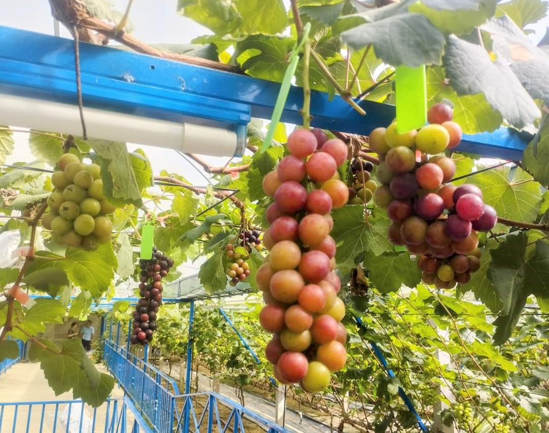 Vườn nho mẫu đơn đắt đỏ ở Cần Thơ- Ảnh 9.