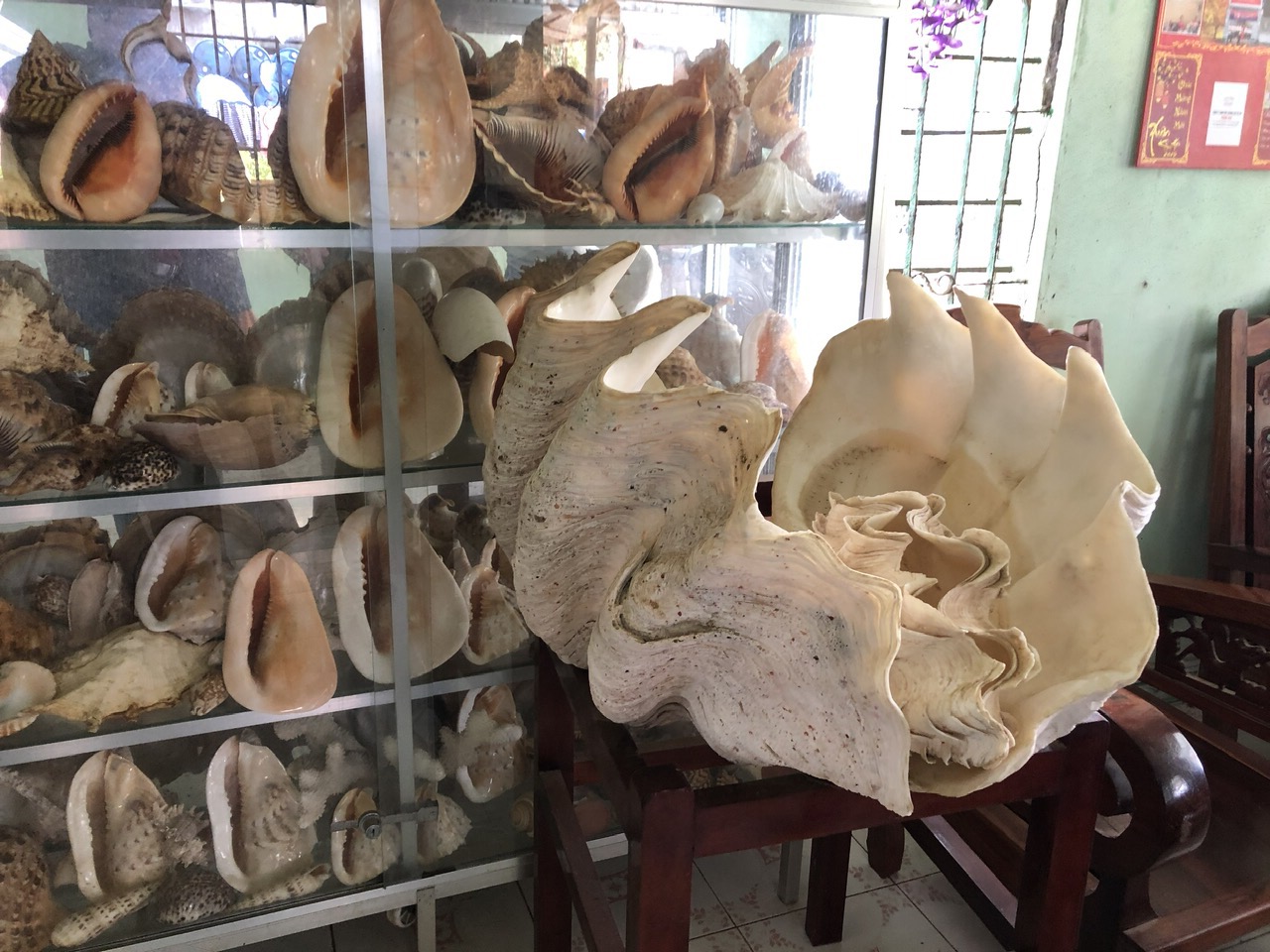 Ngắm kho cổ vật vô giá ở "làng Hoàng Sa"- Ảnh 9.