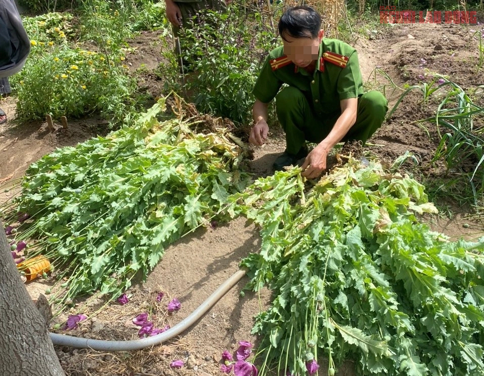 Kiểm tra vườn rau, c&ocirc;ng an ph&aacute;t hiện cả vườn thuốc phiện- Ảnh 1.