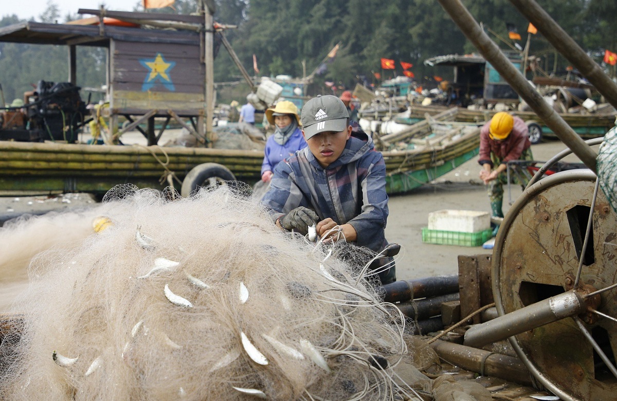 Ngư dân đánh bắt hàng tấn cá trích, kiếm hàng chục triệu mỗi ngày- Ảnh 5.