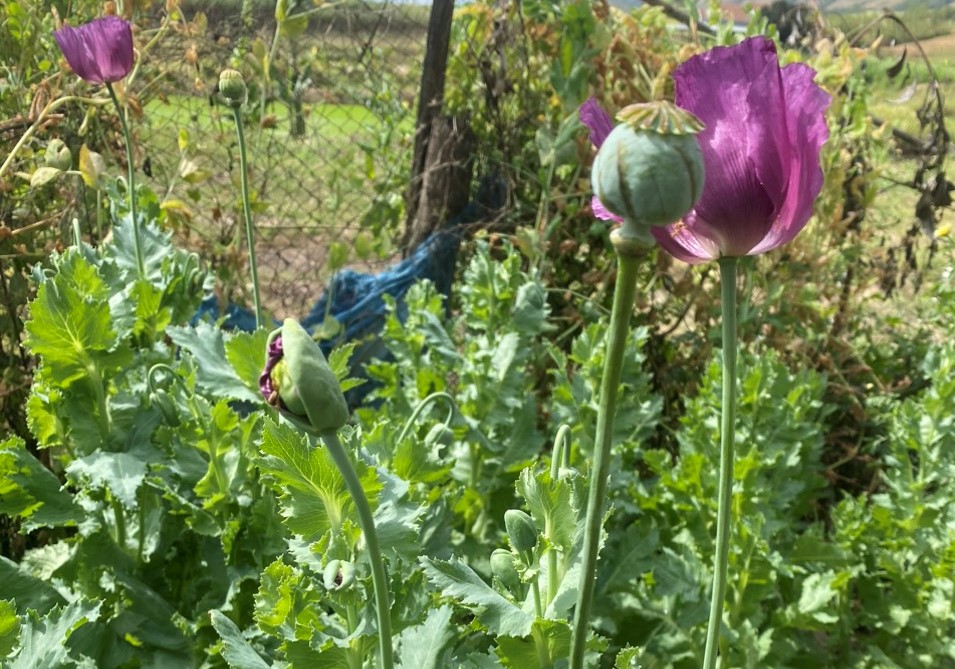 Kiểm tra vườn rau, c&ocirc;ng an ph&aacute;t hiện cả vườn thuốc phiện- Ảnh 2.