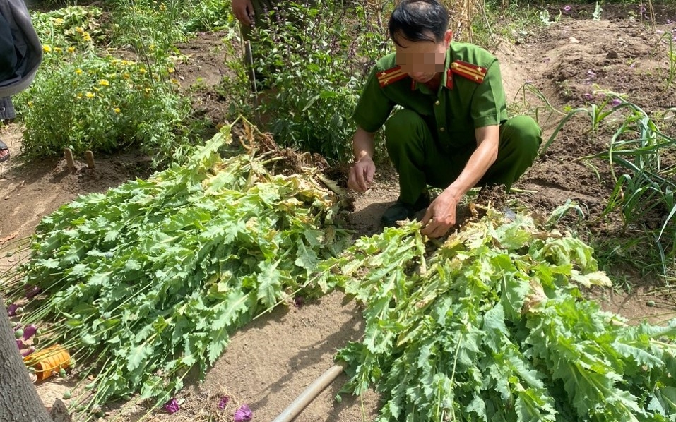 Kiểm tra vườn rau, c&ocirc;ng an ph&aacute;t hiện cả vườn thuốc phiện