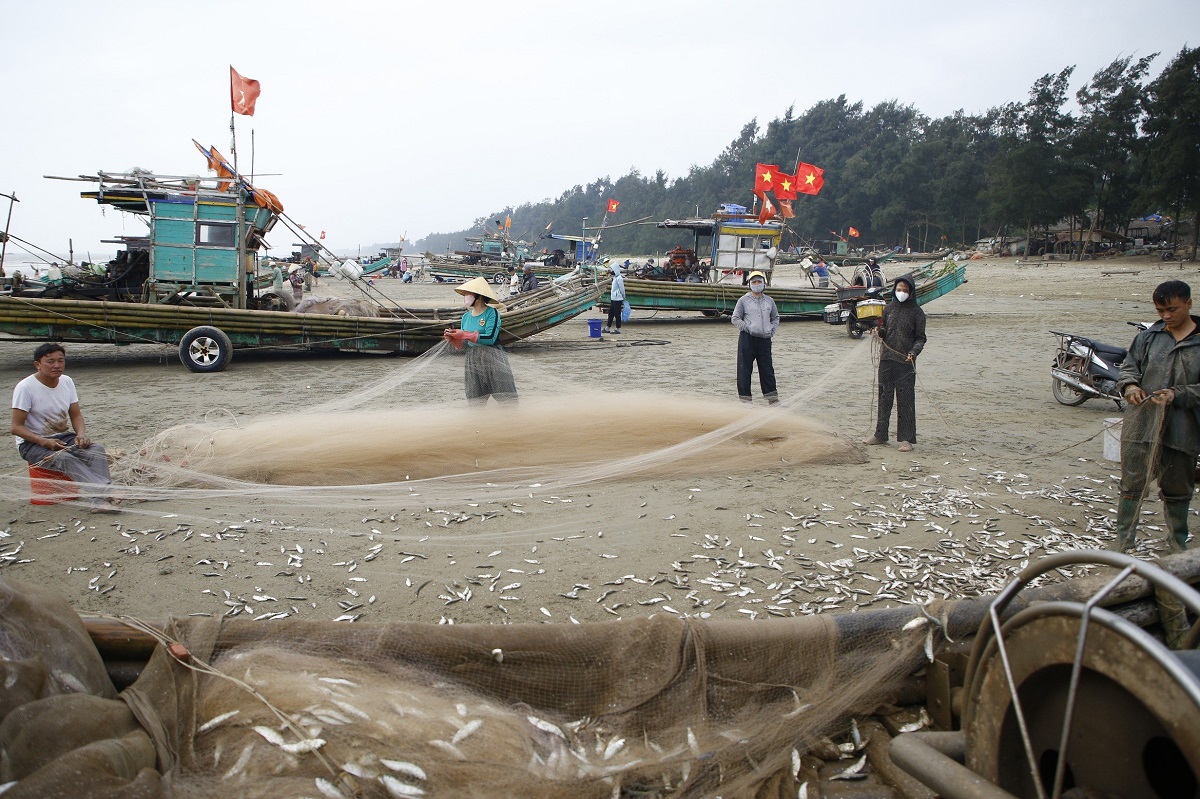 Ngư dân đánh bắt hàng tấn cá trích, kiếm hàng chục triệu mỗi ngày- Ảnh 9.