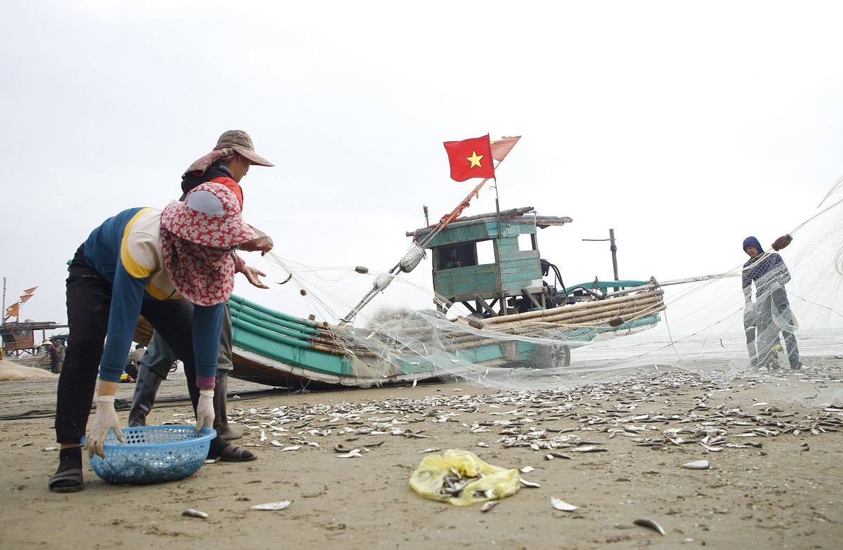 Ngư dân đánh bắt hàng tấn cá trích, kiếm hàng chục triệu mỗi ngày- Ảnh 2.