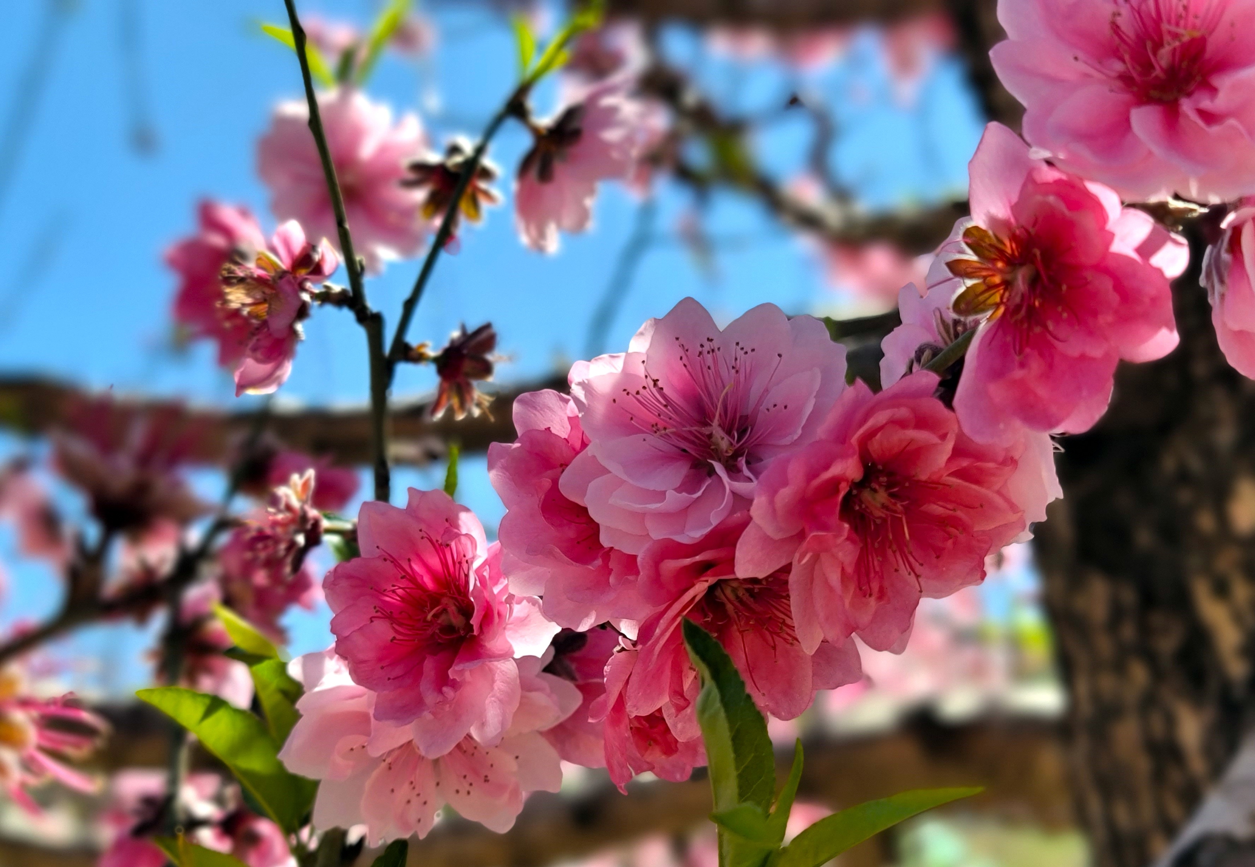 Ngắm vườn đ&agrave;o cổ thụ T&acirc;y Bắc qu&yacute; hiếm trong m&ugrave;a xu&acirc;n L&acirc;m Đồng- Ảnh 4.