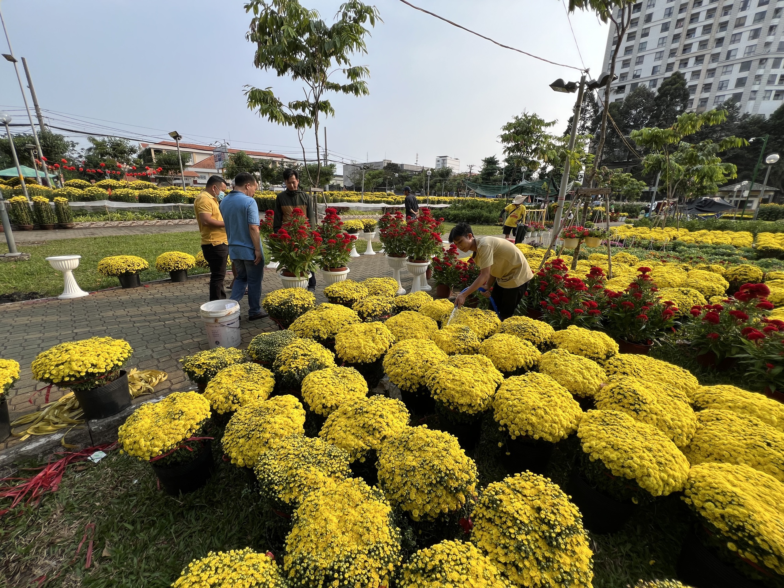 TP HCM: Tràn ngập hoa Tết, giá rẻ hơn mọi năm- Ảnh 5.