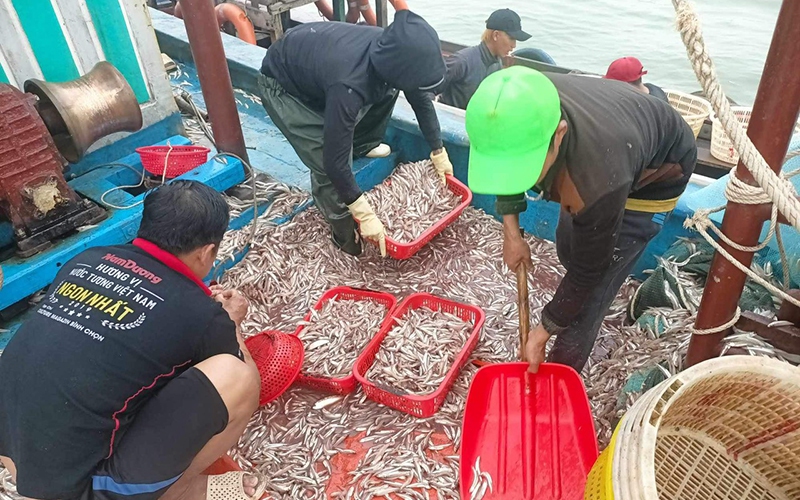 Một ngư dân ở Quảng Bình trúng mẻ cá cơm hơn 150 triệu đồng