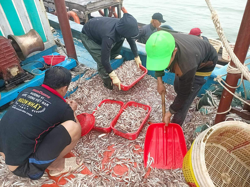 Một ngư d&acirc;n ở Quảng B&igrave;nh tr&uacute;ng mẻ c&aacute; cơm hơn 150 triệu đồng- Ảnh 1.