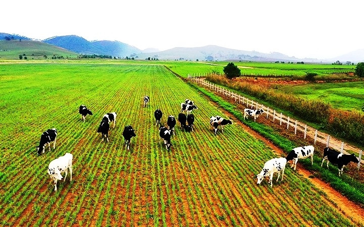 Sau bầu Đức, đến lượt tỉ phú Trần Bá Dương đổ vốn sang Lào trồng chuối, sầu riêng, nuôi bò