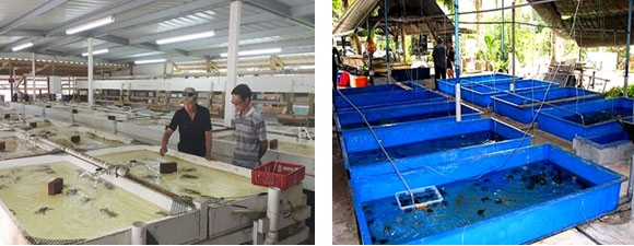 Mô hình nuôi cua lột trong hệ thống tuần hoàn của Công ty TNHH SH79