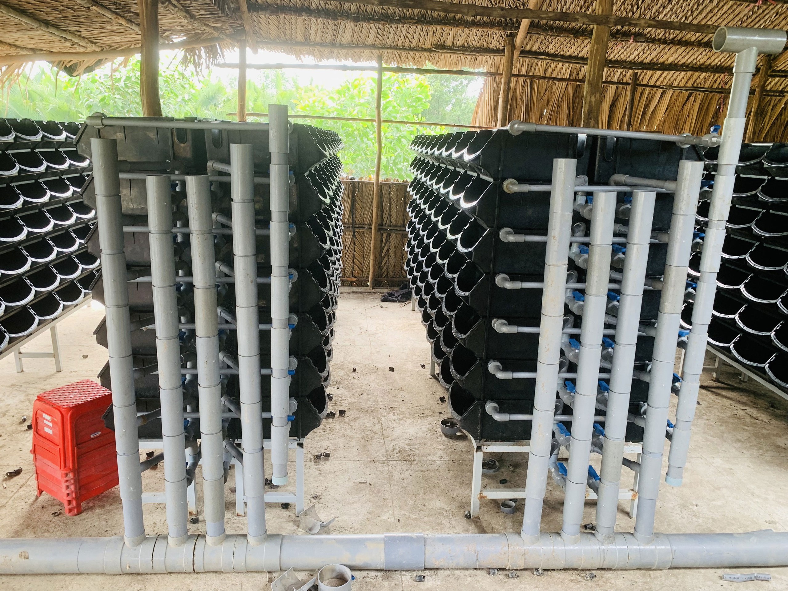 Mô hình nuôi cua lột trong hộp nhựa bằng hệ thống tuần hoàn tại hộ ông Vũ Hoàng Hùng ở huyện Cần Giờ, TP HCM