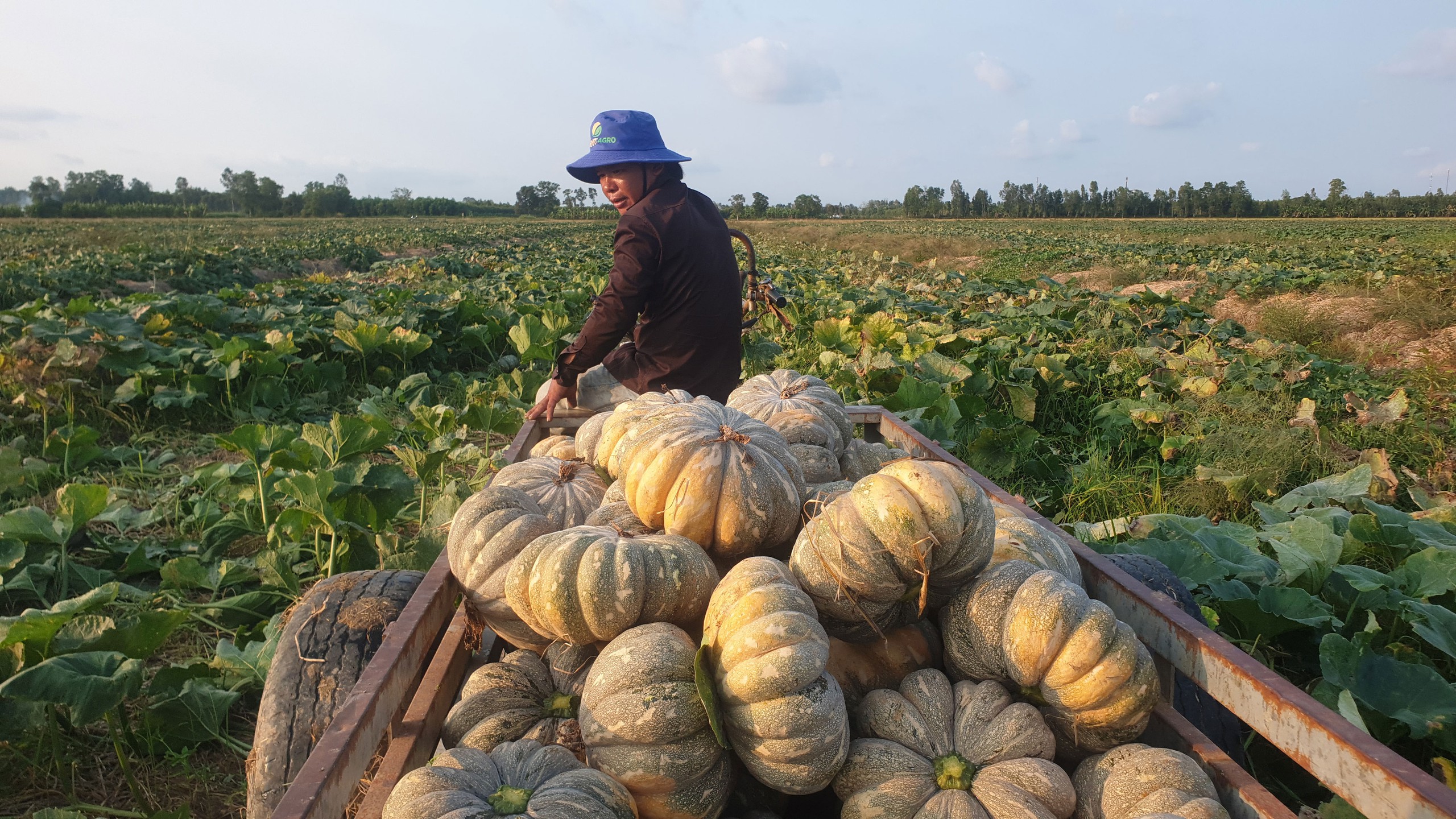 Tìm giải pháp ứng phó hạn, mặn- Ảnh 1.
