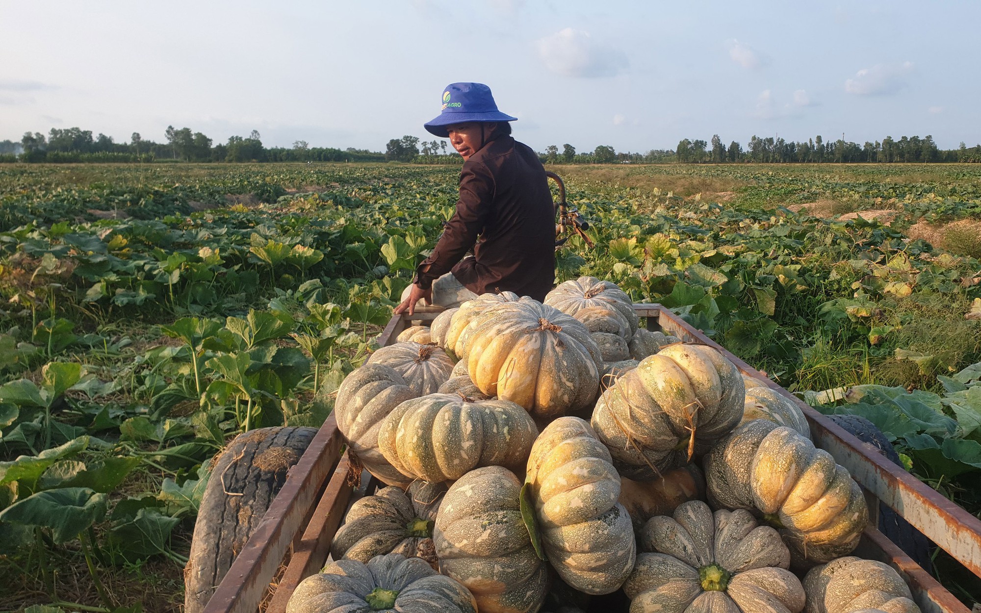 Tìm giải pháp ứng phó hạn, mặn