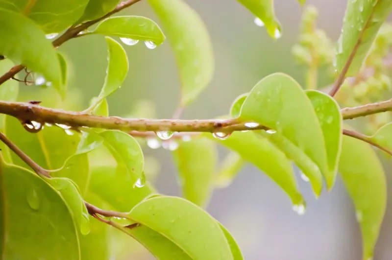 Tiết Vũ Thủy năm 2024 bắt đầu vào ngày 19-2, kéo dài trong 16 ngày. Ảnh: PhotoAC