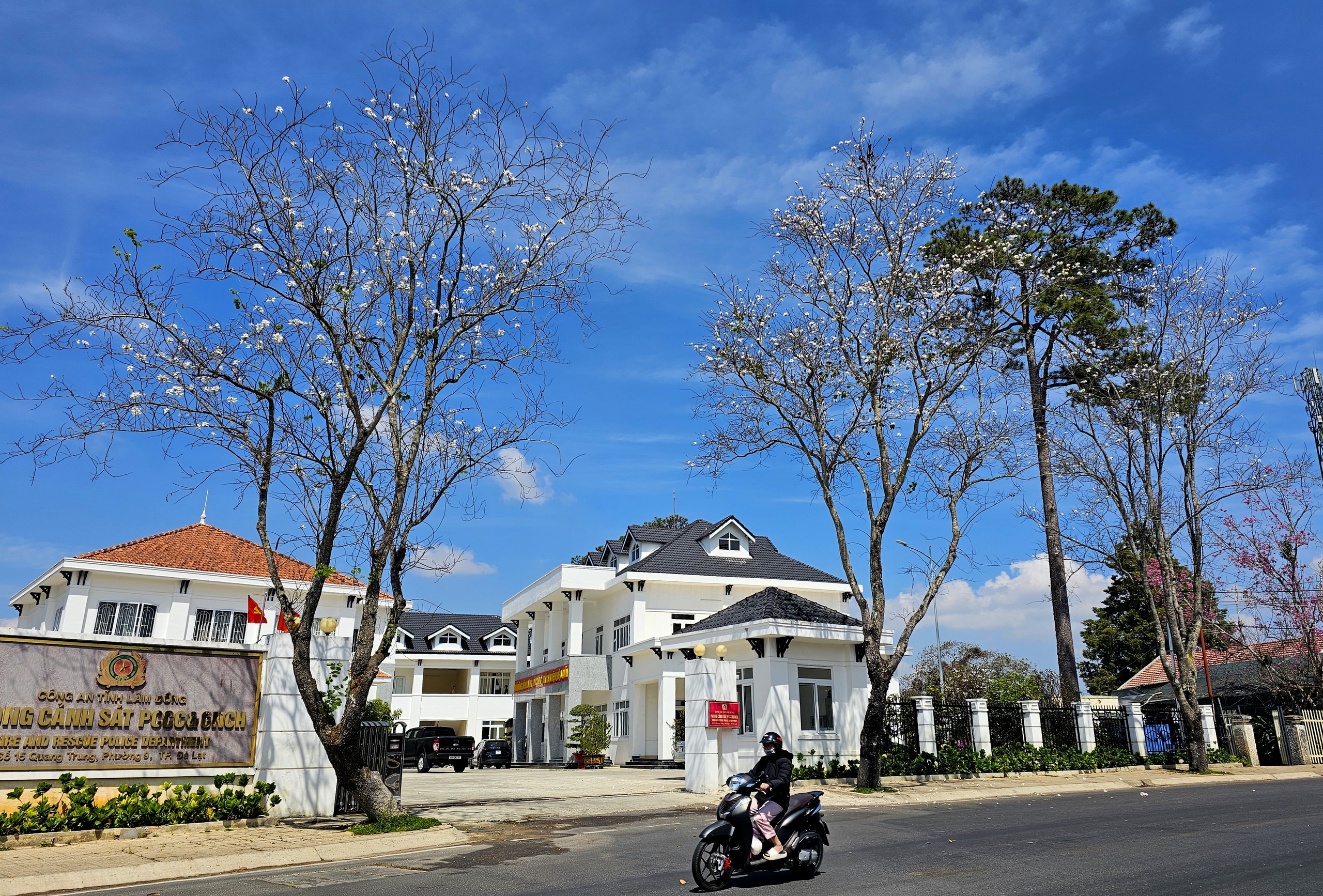 Đà Lạt đẹp mộng mơ với 3 loài hoa đường phố cùng nở- Ảnh 12.