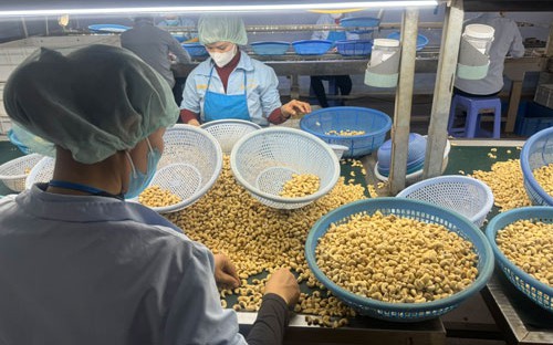 Nguy cơ đứt gãy chuỗi cung ứng ngành điều