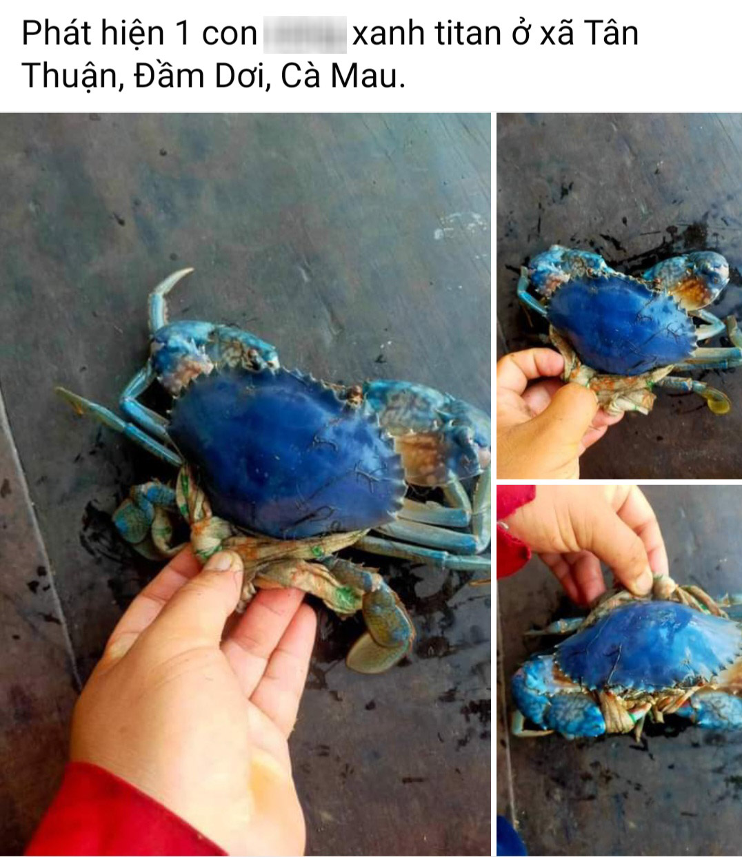  Cua biển c&oacute; m&agrave;u t&iacute;m xanh g&acirc;y 