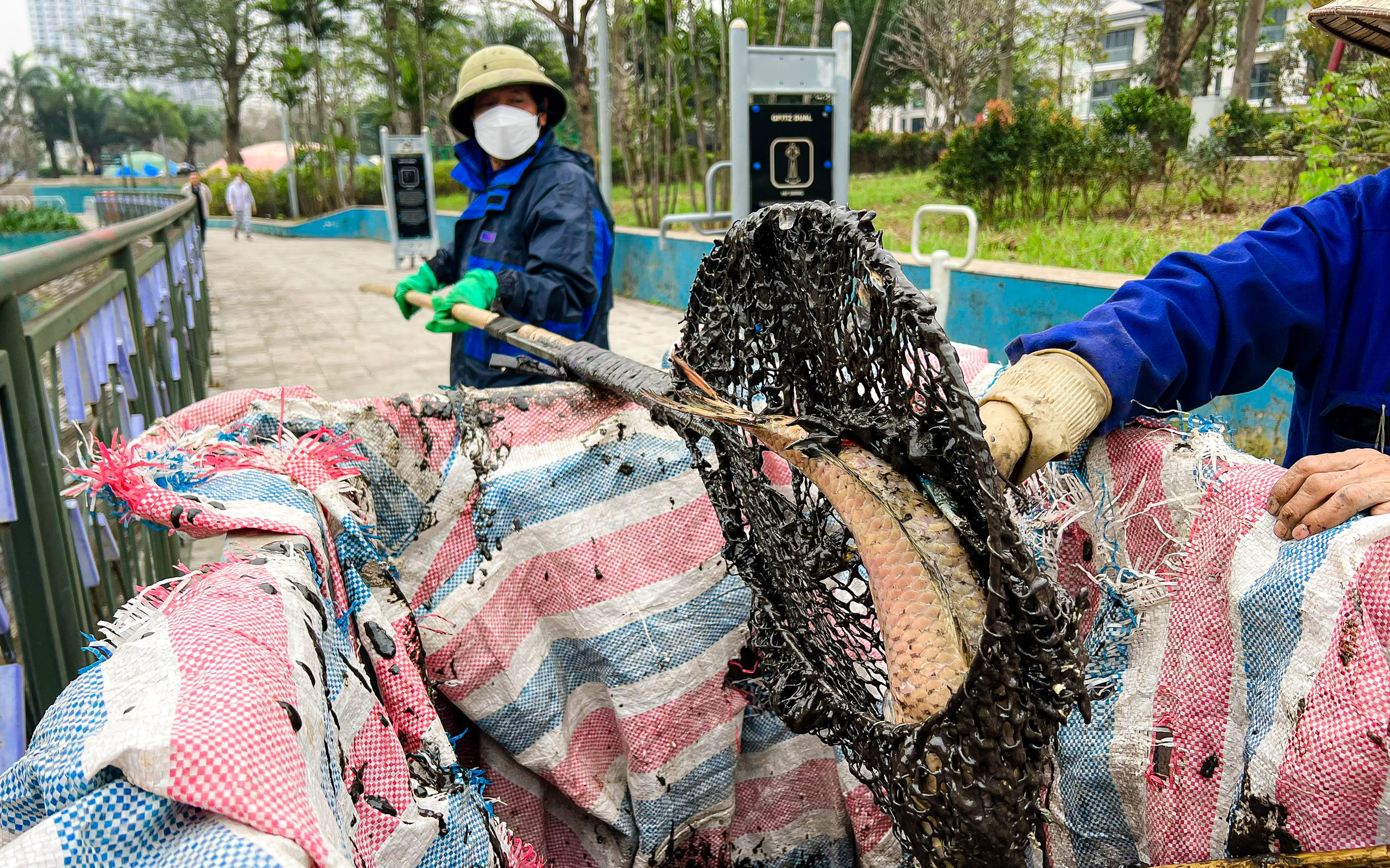 Phát hiện chất lạ màu đen ở nơi cá chết trắng tại công viên Thiên văn học- Ảnh 4.
