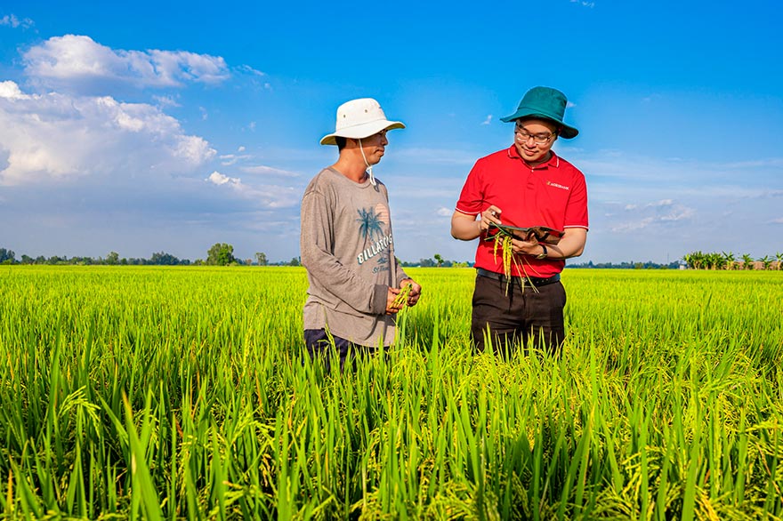 Agribank: Ngân hàng chủ lực cung ứng vốn cho Đề án 1 triệu ha lúa chất lượng cao- Ảnh 1.
