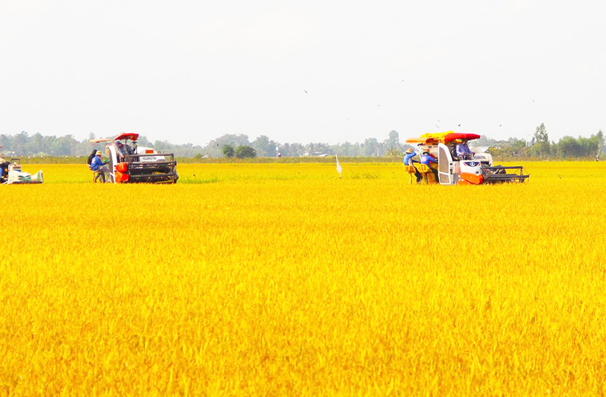 Agribank: Ngân hàng chủ lực cung ứng vốn cho Đề án 1 triệu ha lúa chất lượng cao- Ảnh 3.
