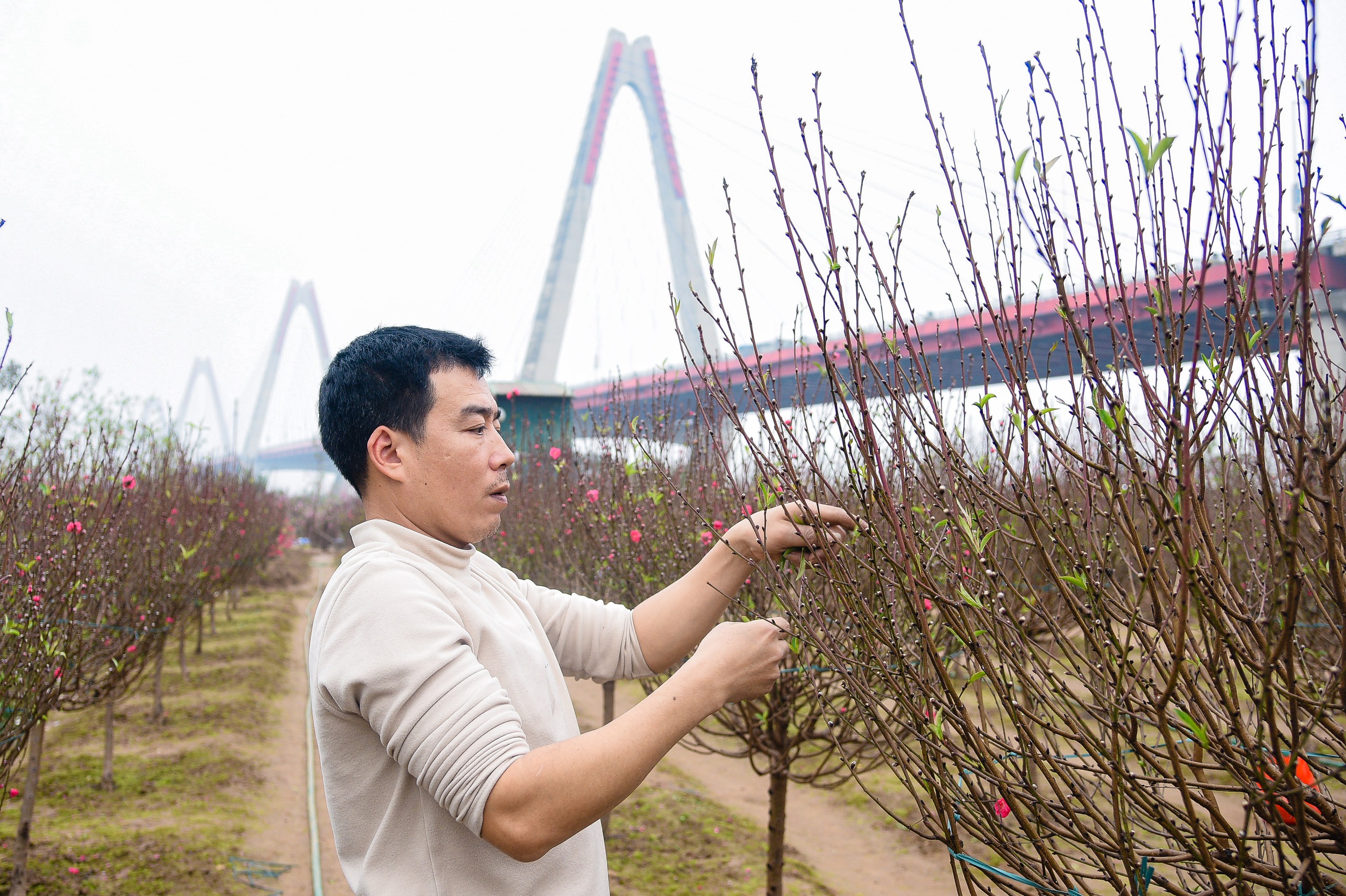 Làng đào rực rỡ đón Tết Giáp Thìn 2024- Ảnh 7.
