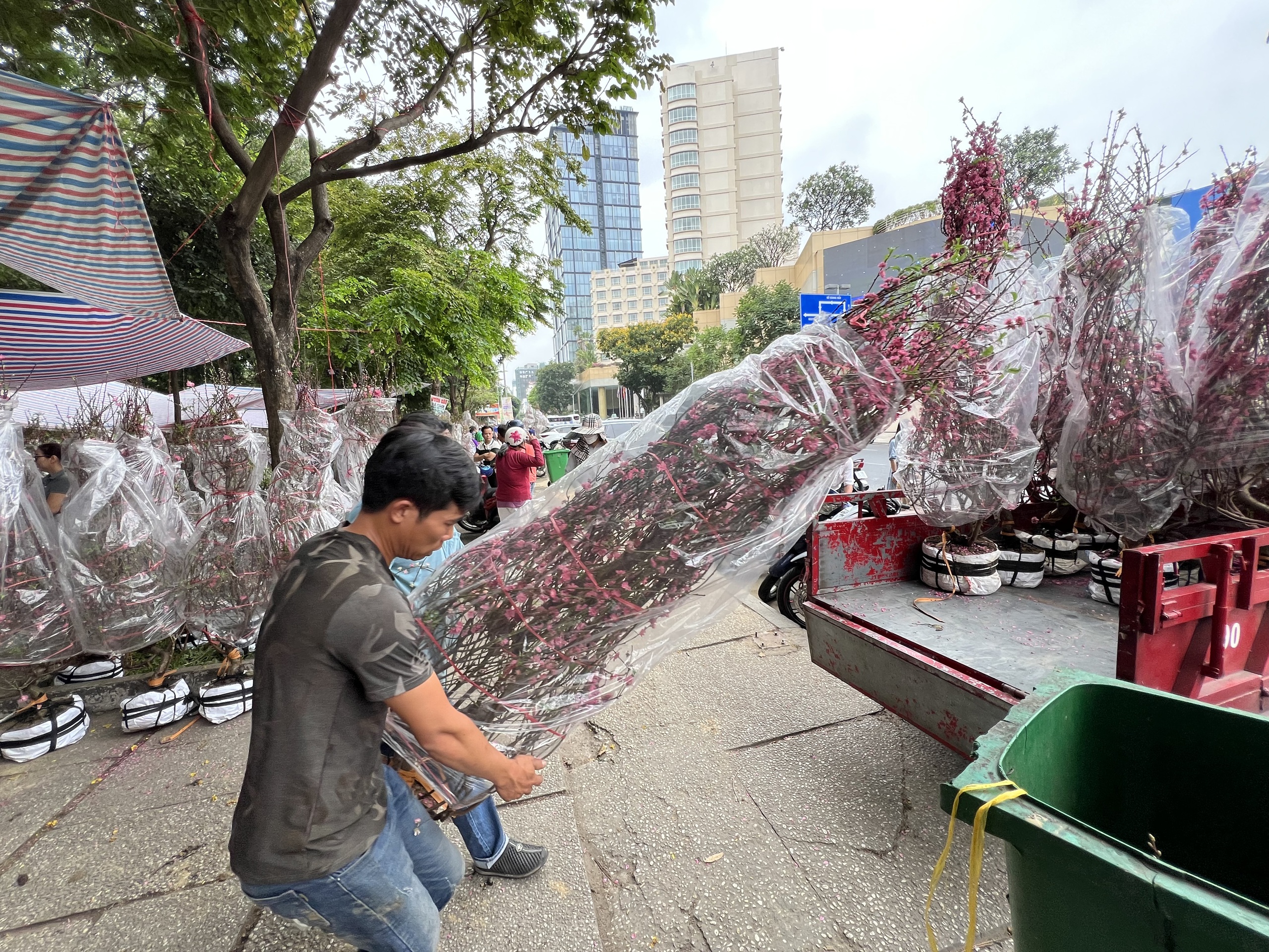 TP HCM: Đ&agrave;o gi&aacute; rẻ được mua nhiều tại chợ hoa Tết- Ảnh 3.