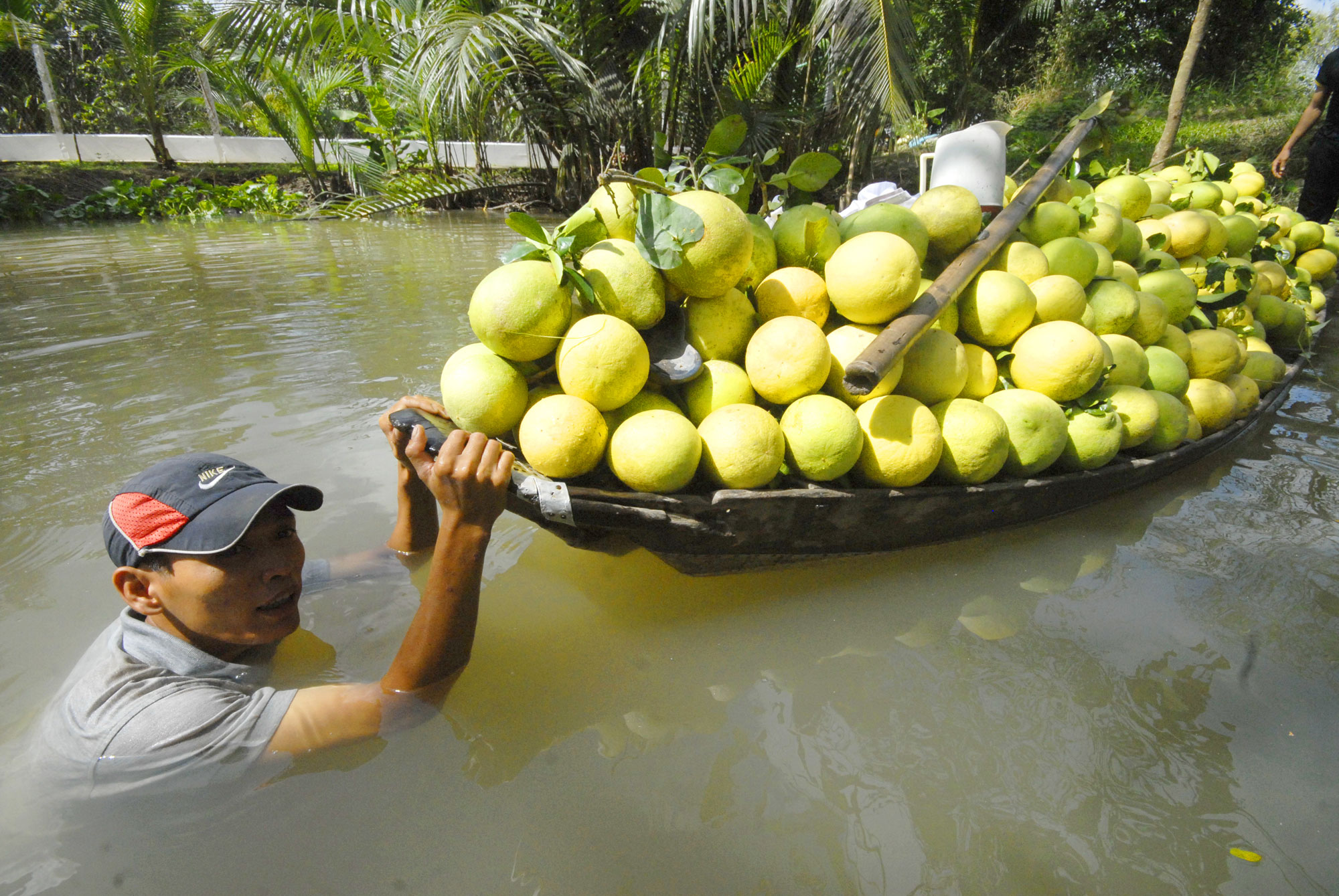 Ghe bưởi trưng Tết đầy ắp đang chuẩn bị cập bến để bán ở xã Mái Dầm, huyện Châu Thành, tỉnh Hậu Giang Ảnh: NGỌC TRINH
