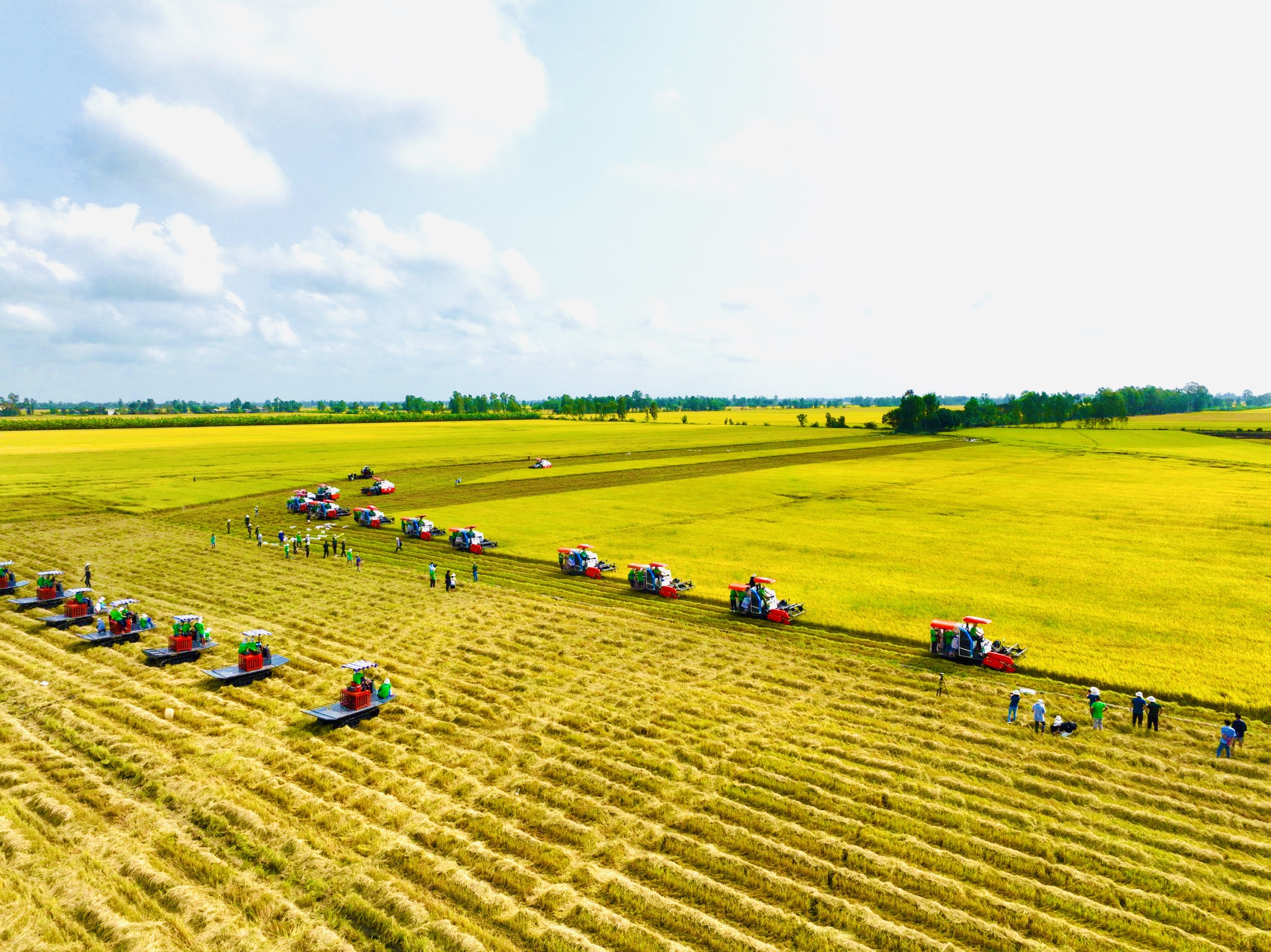 Cơ hội lớn cho ngành hàng lúa gạo- Ảnh 1.