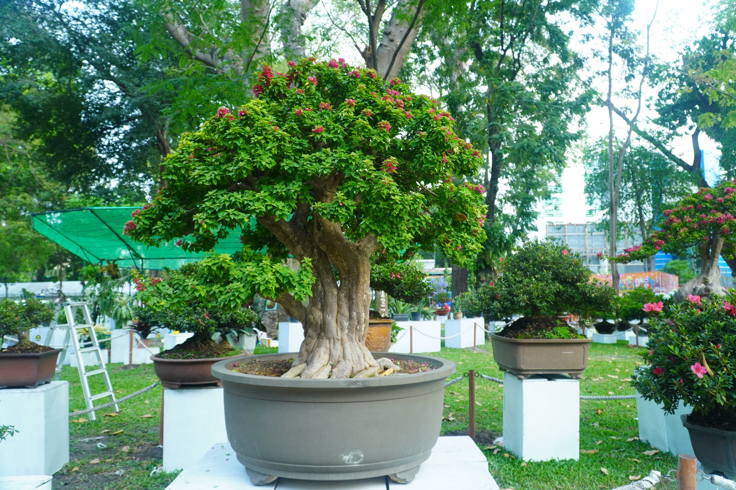 Hội Hoa Xuân TP HCM 2024: "Đã mắt" với nhiều hiện vật "độc, lạ"- Ảnh 4.