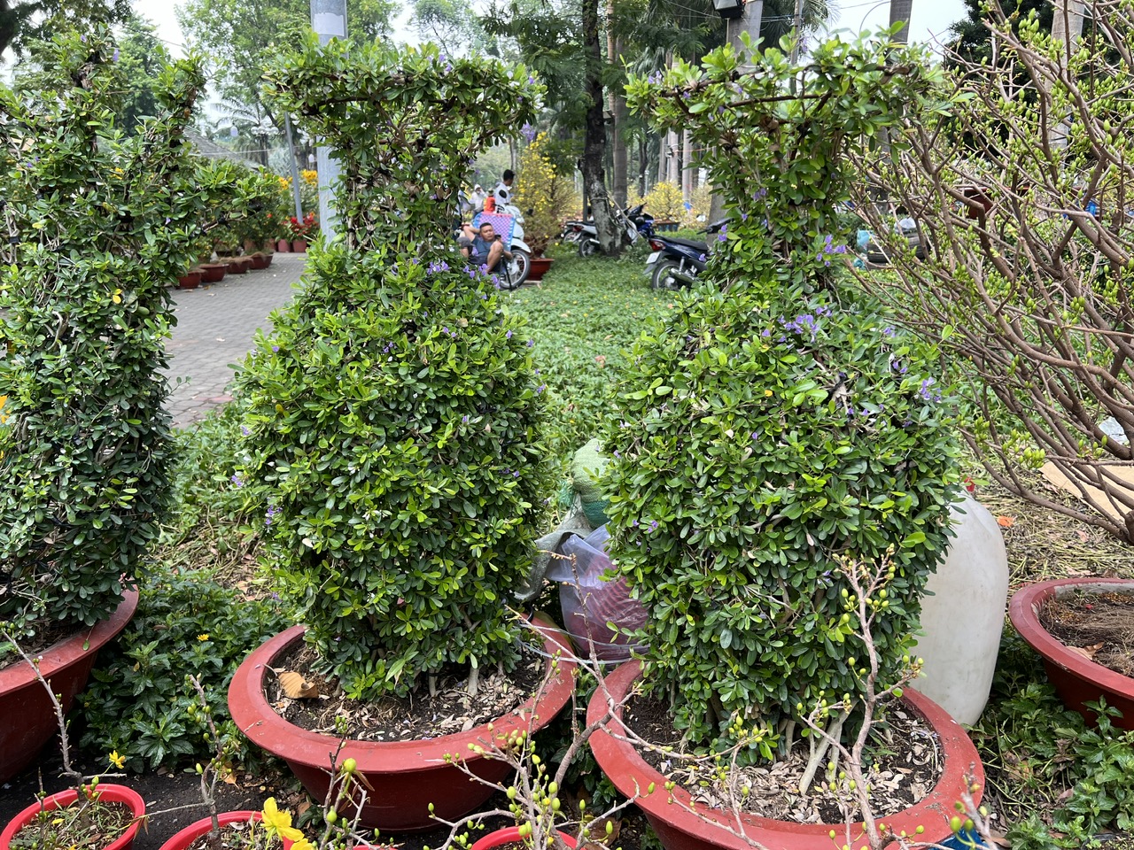 Chậu lan hồ điệp, mai v&agrave;ng tiền tỉ xuất hiện tại TP HCM- Ảnh 6.