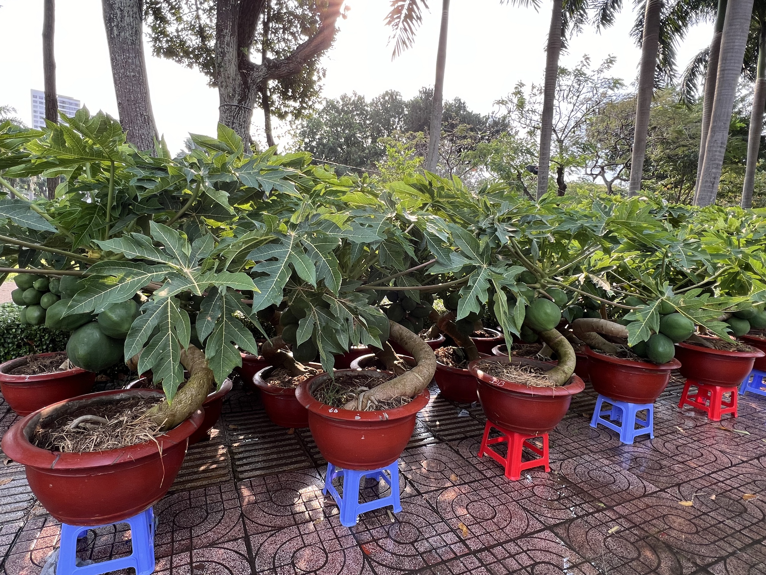 Chậu lan hồ điệp, mai v&agrave;ng tiền tỉ xuất hiện tại TP HCM- Ảnh 12.
