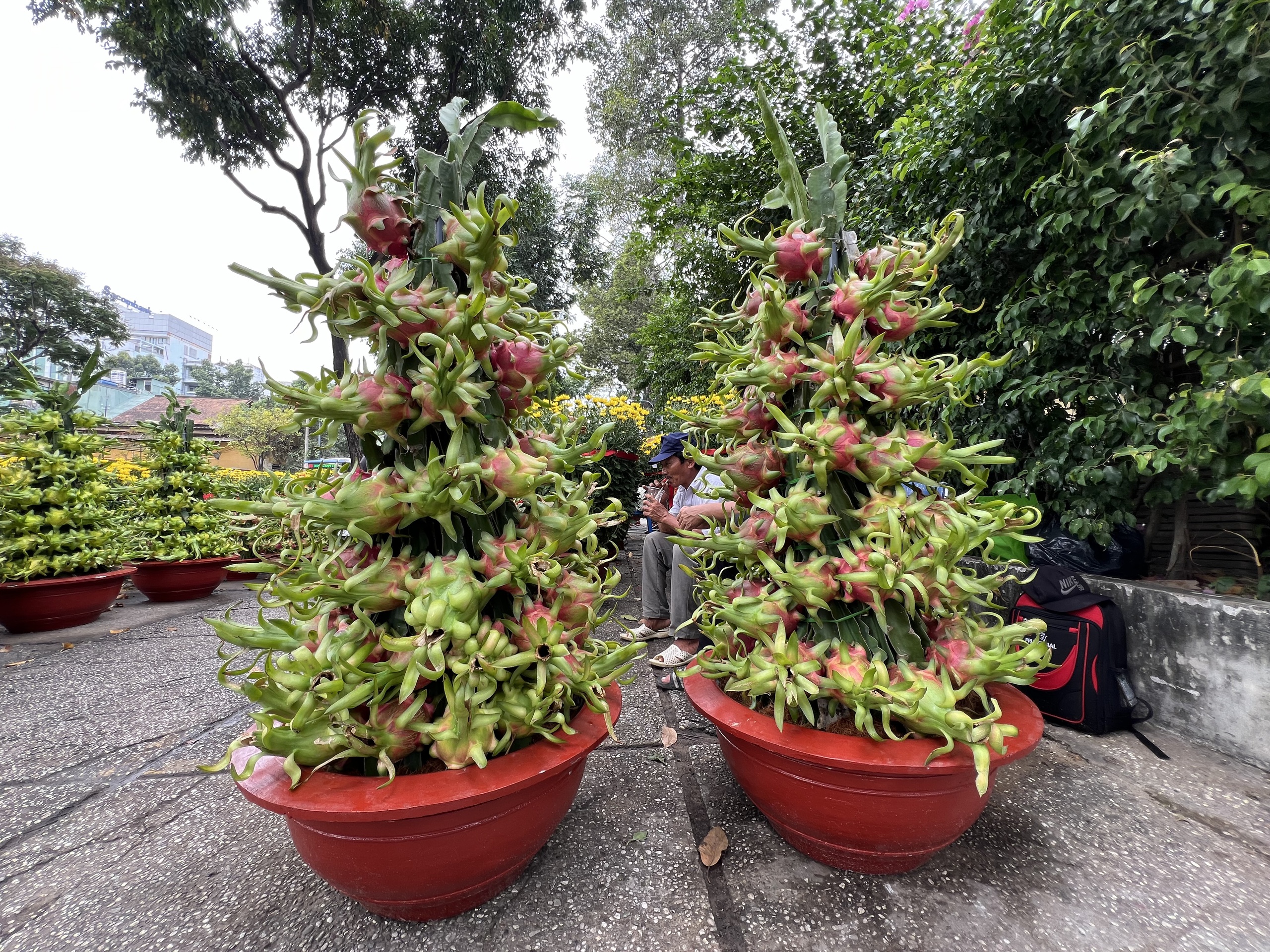 Chậu lan hồ điệp, mai v&agrave;ng tiền tỉ xuất hiện tại TP HCM- Ảnh 13.