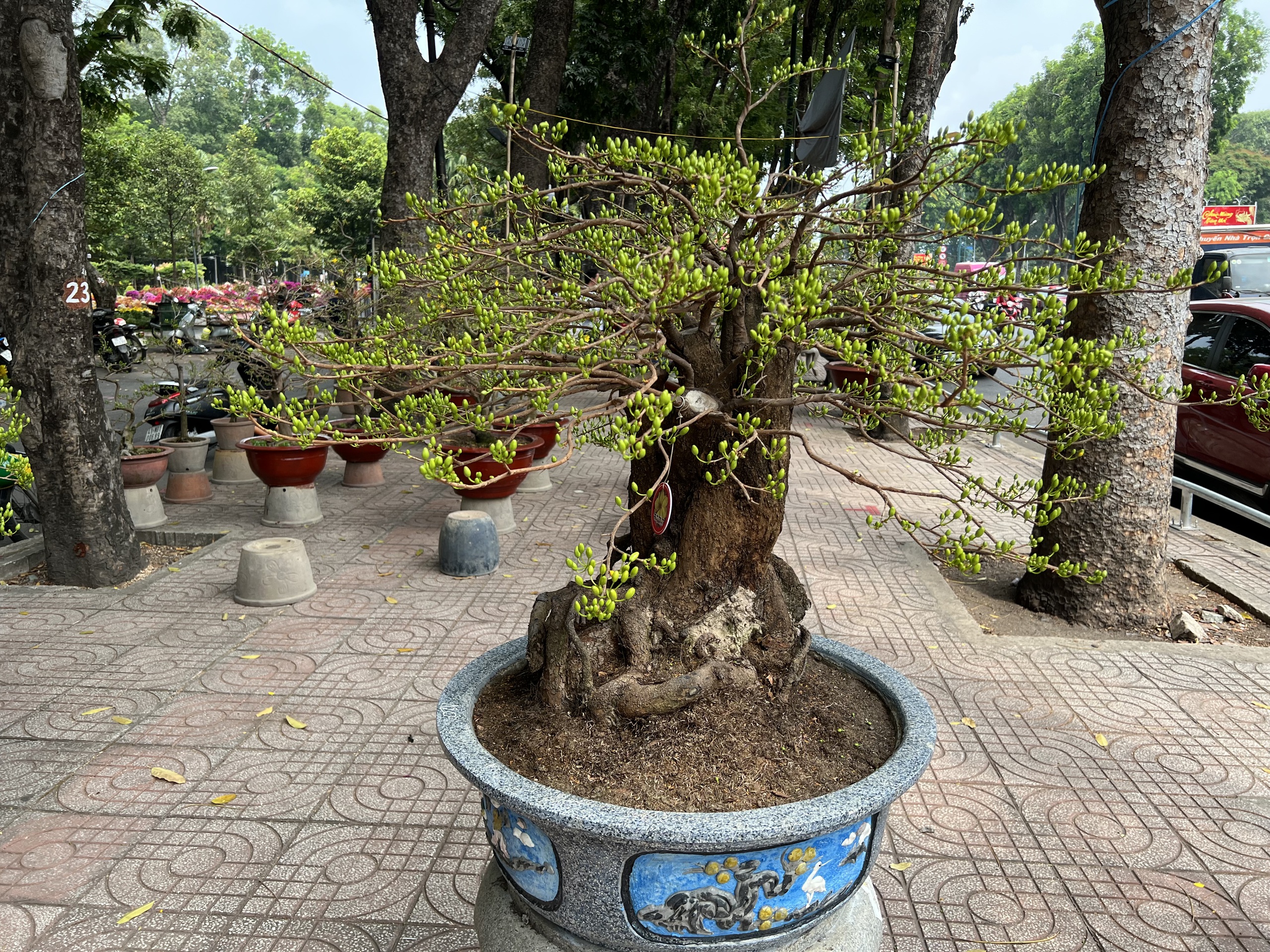 Chậu lan hồ điệp, mai v&agrave;ng tiền tỉ xuất hiện tại TP HCM- Ảnh 3.