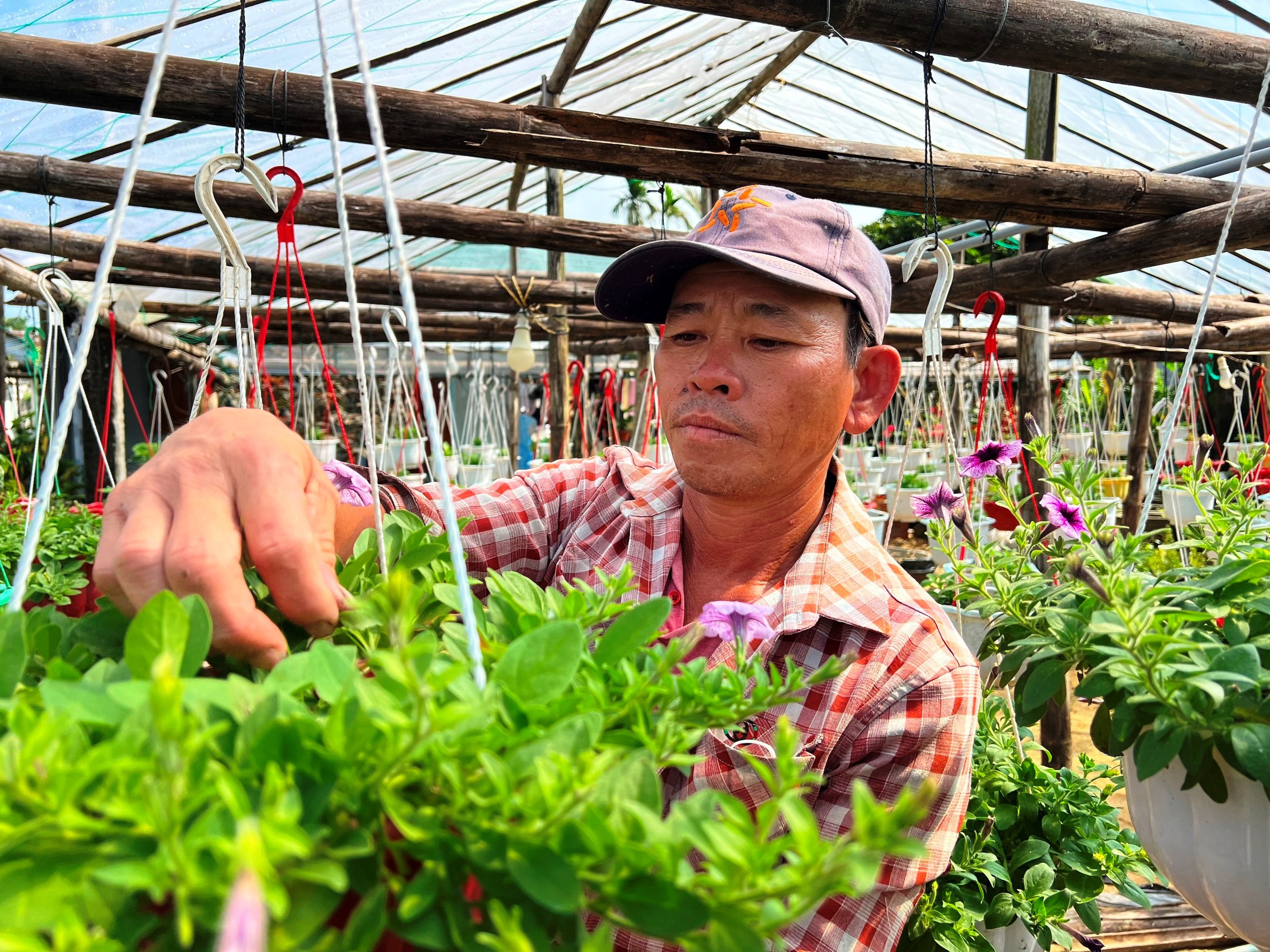 L&agrave;ng hoa c&uacute;c lớn nhất nh&igrave; miền Trung tất bật ng&agrave;y cuối năm- Ảnh 6.